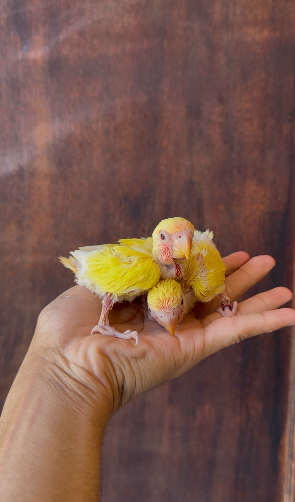 Love bird chick - Image 4