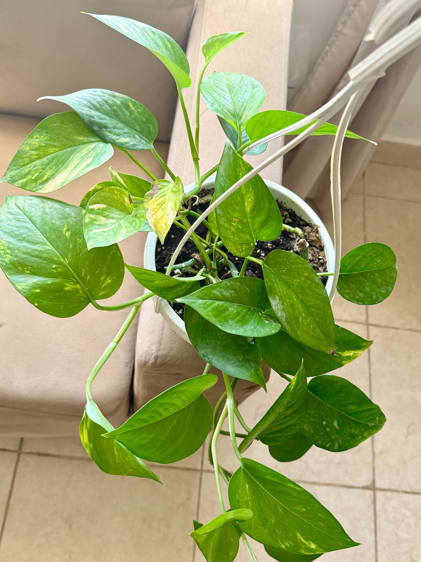 Money plant light green - Image 6