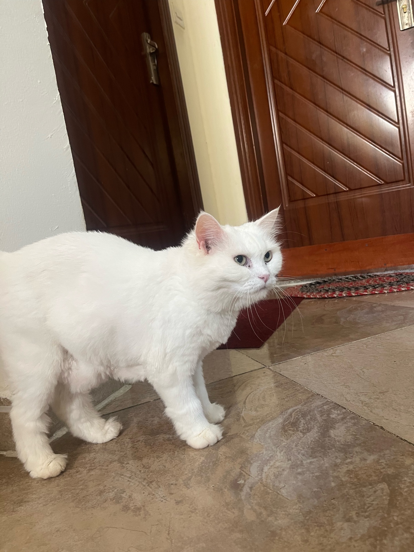 Female persian cat spayed - Image 5