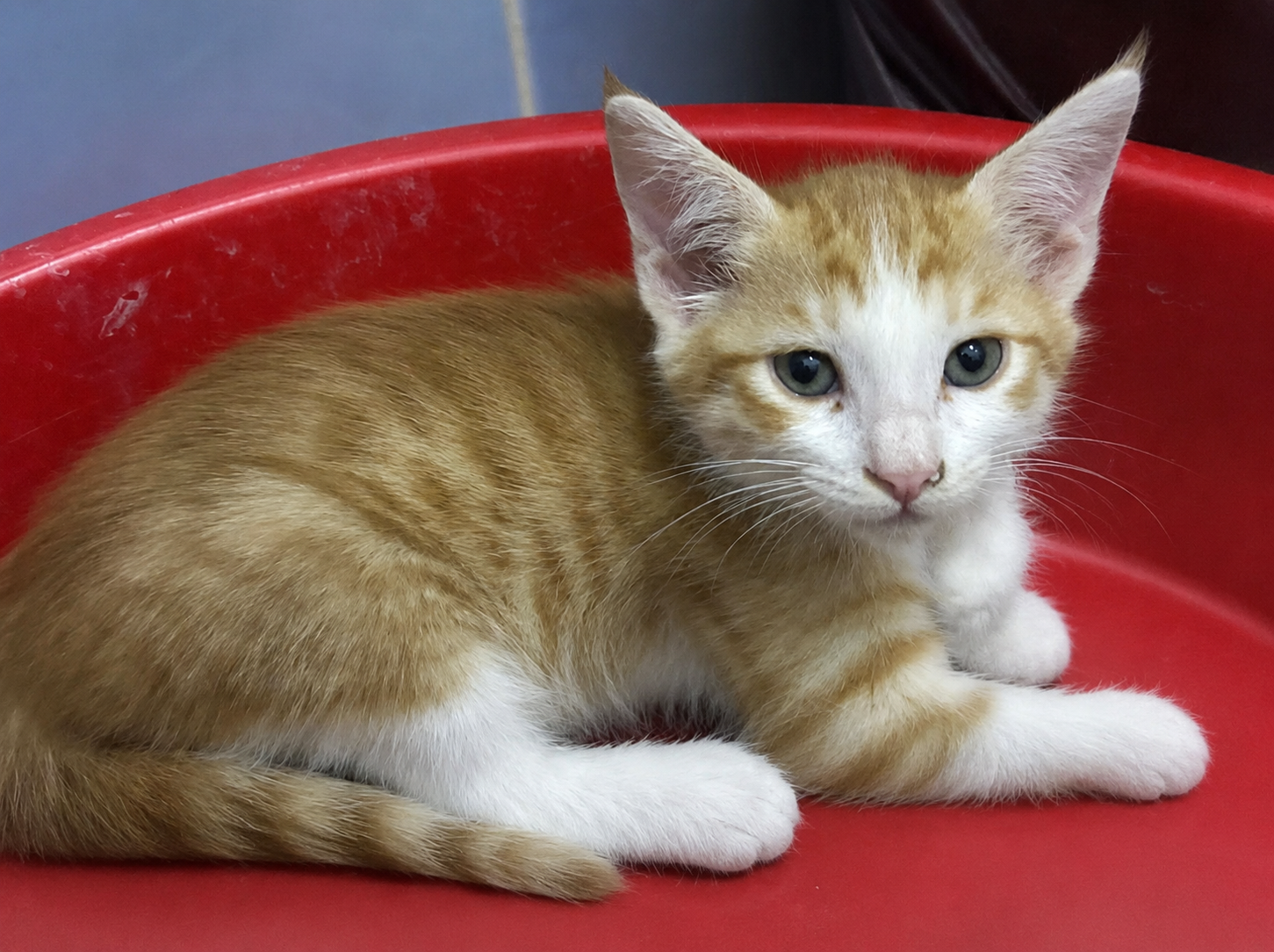 Kitten for adoption - Image 1