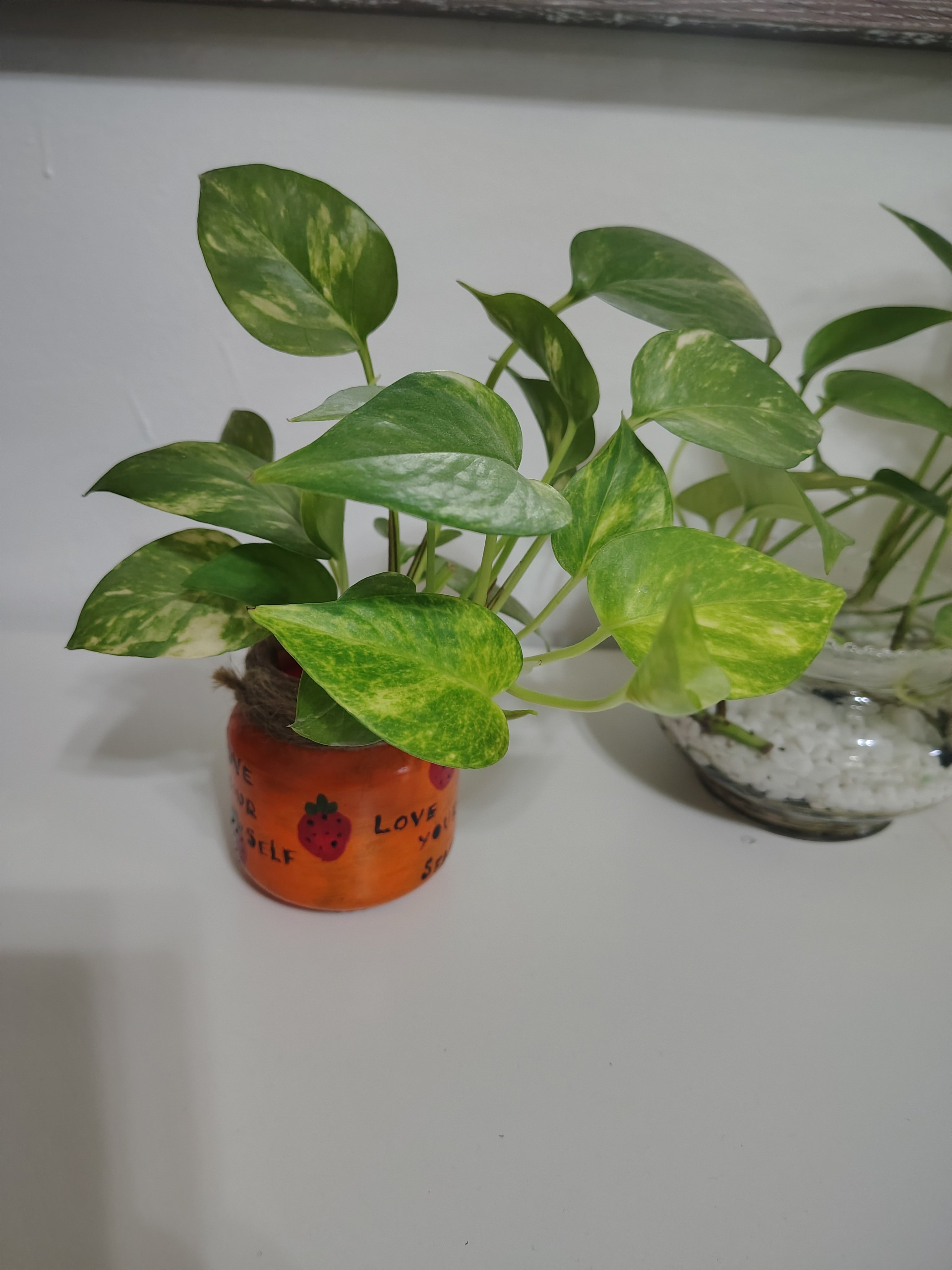 Money plants for sale - Image 4