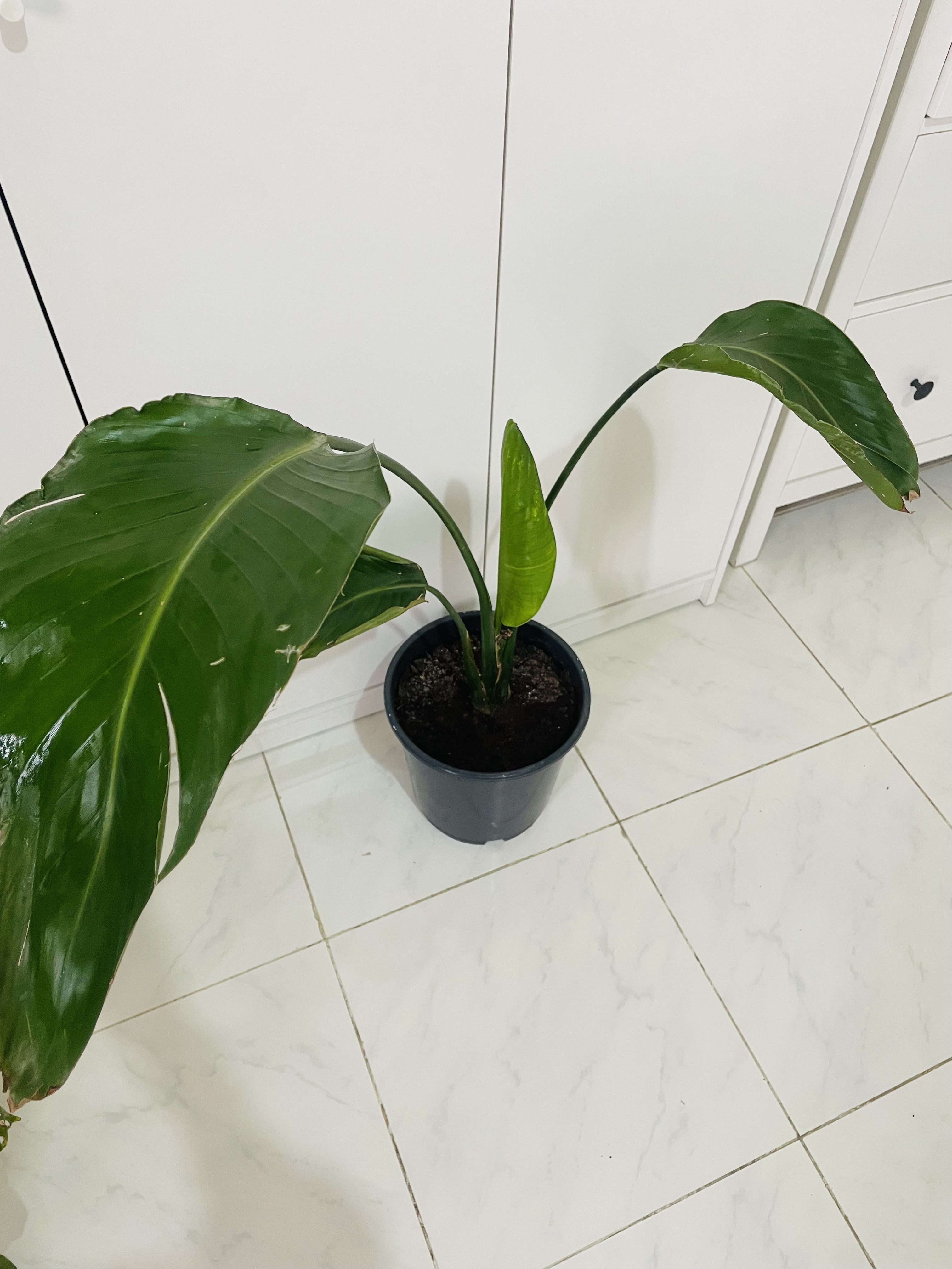 Healthy indoor plants for sale !! - Image 5