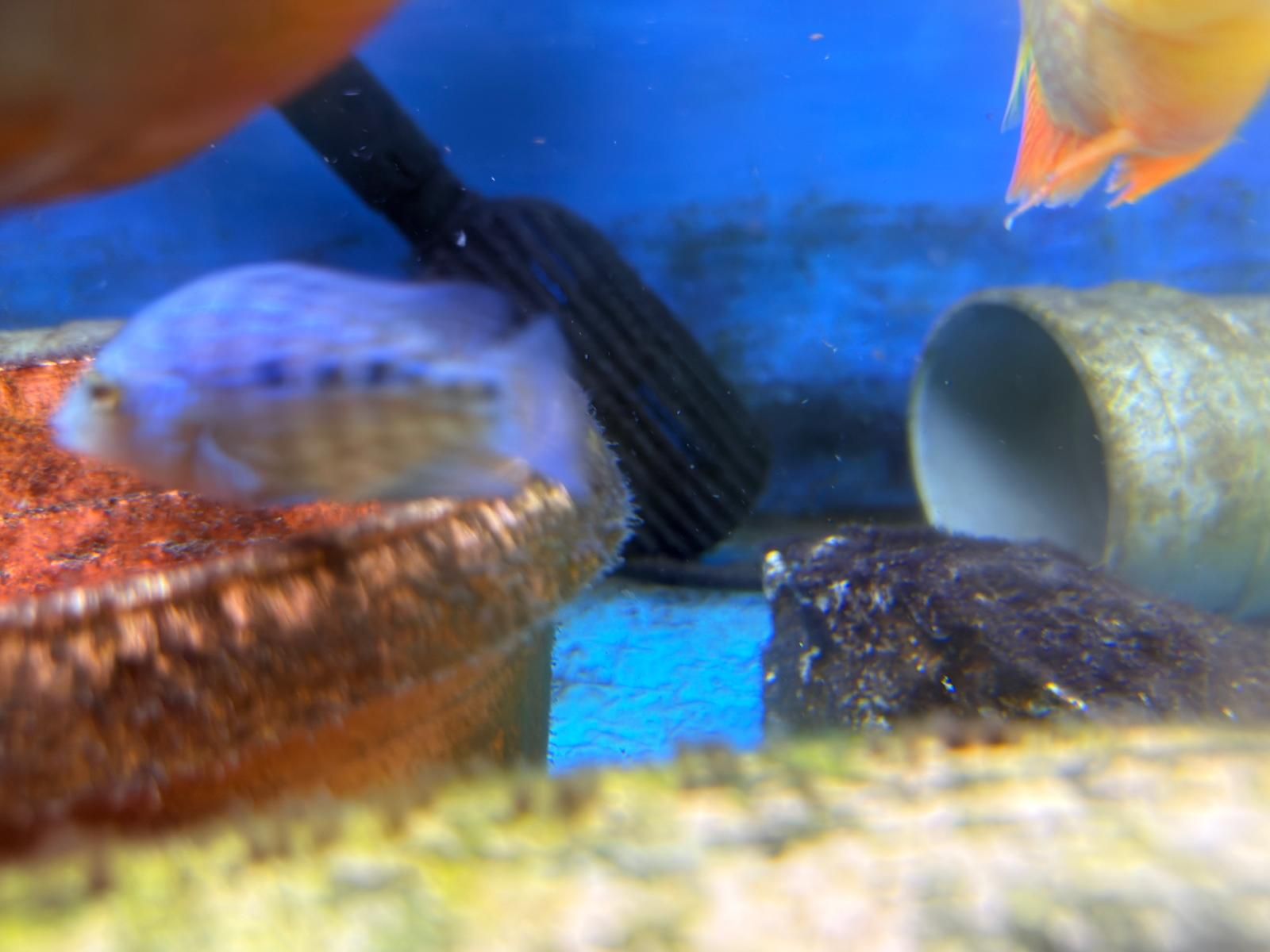 Flowerhorn - Image 2