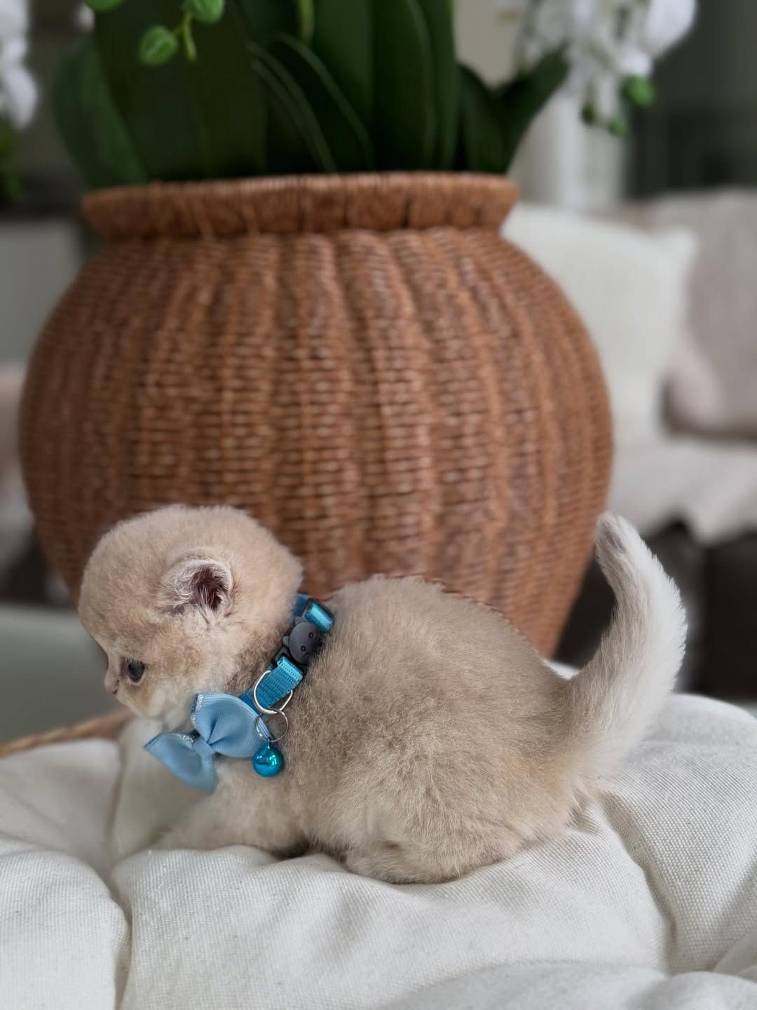 British short hair kitten  - Image 2