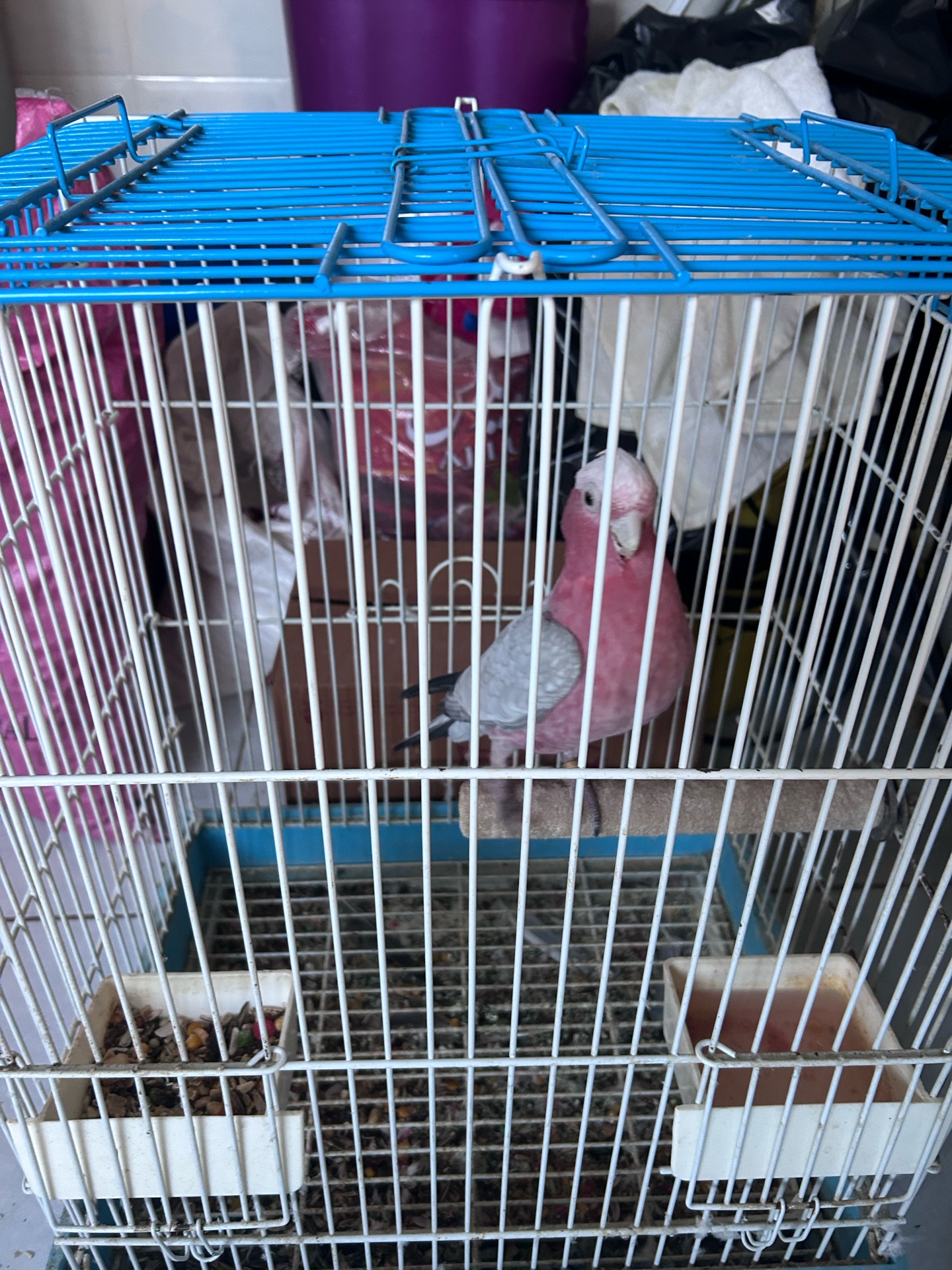 Galah - Image 4