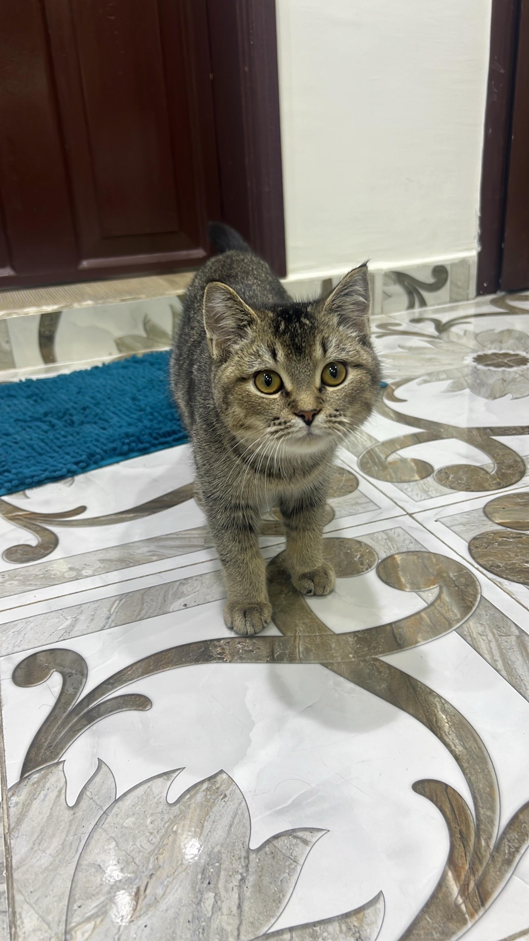 CAT FOR ADOPTION  - Image 2