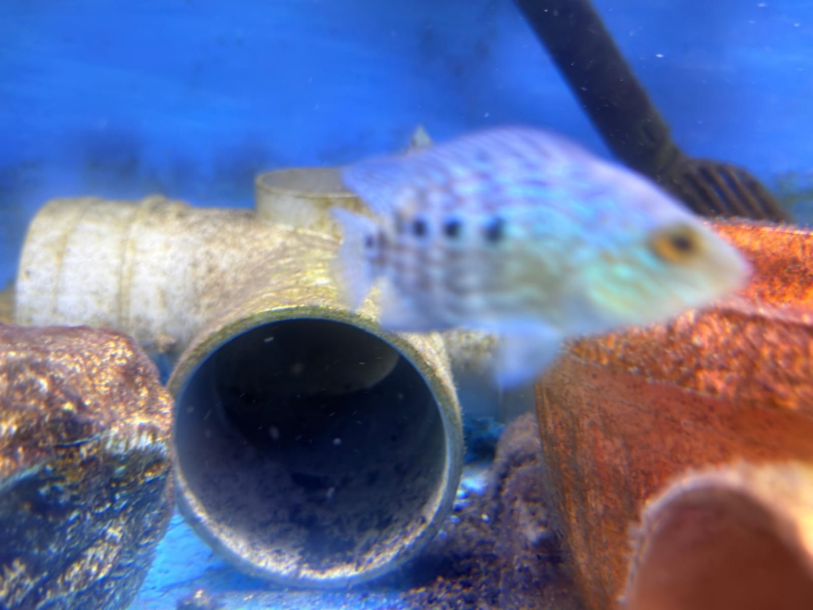 Flowerhorn - Image 4