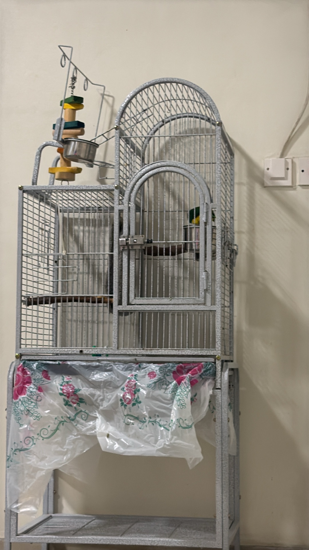 Caique كايك  - Image 4