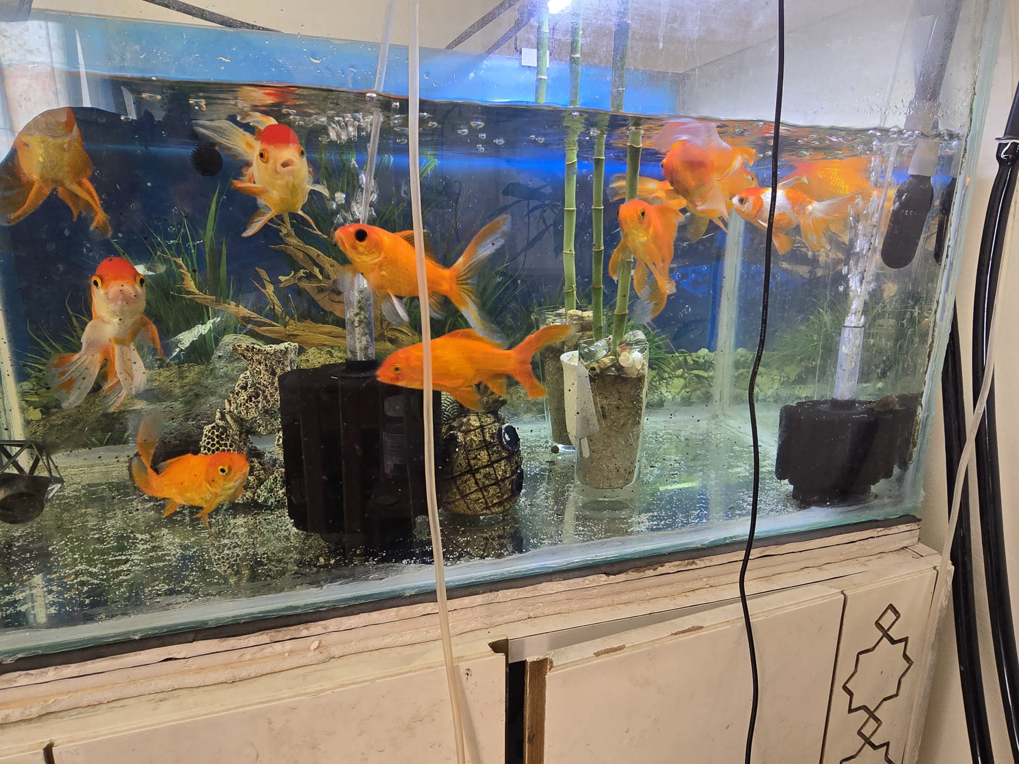 Big Size Gold Fish 10 Nos  - Image 4