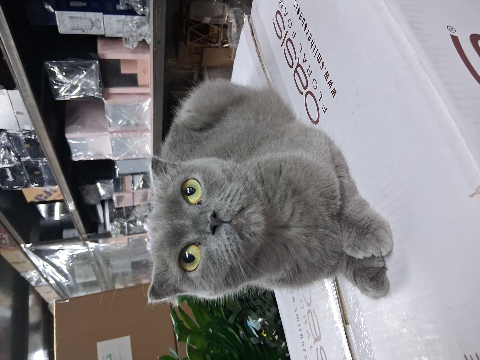 Scottish fold - Image 3