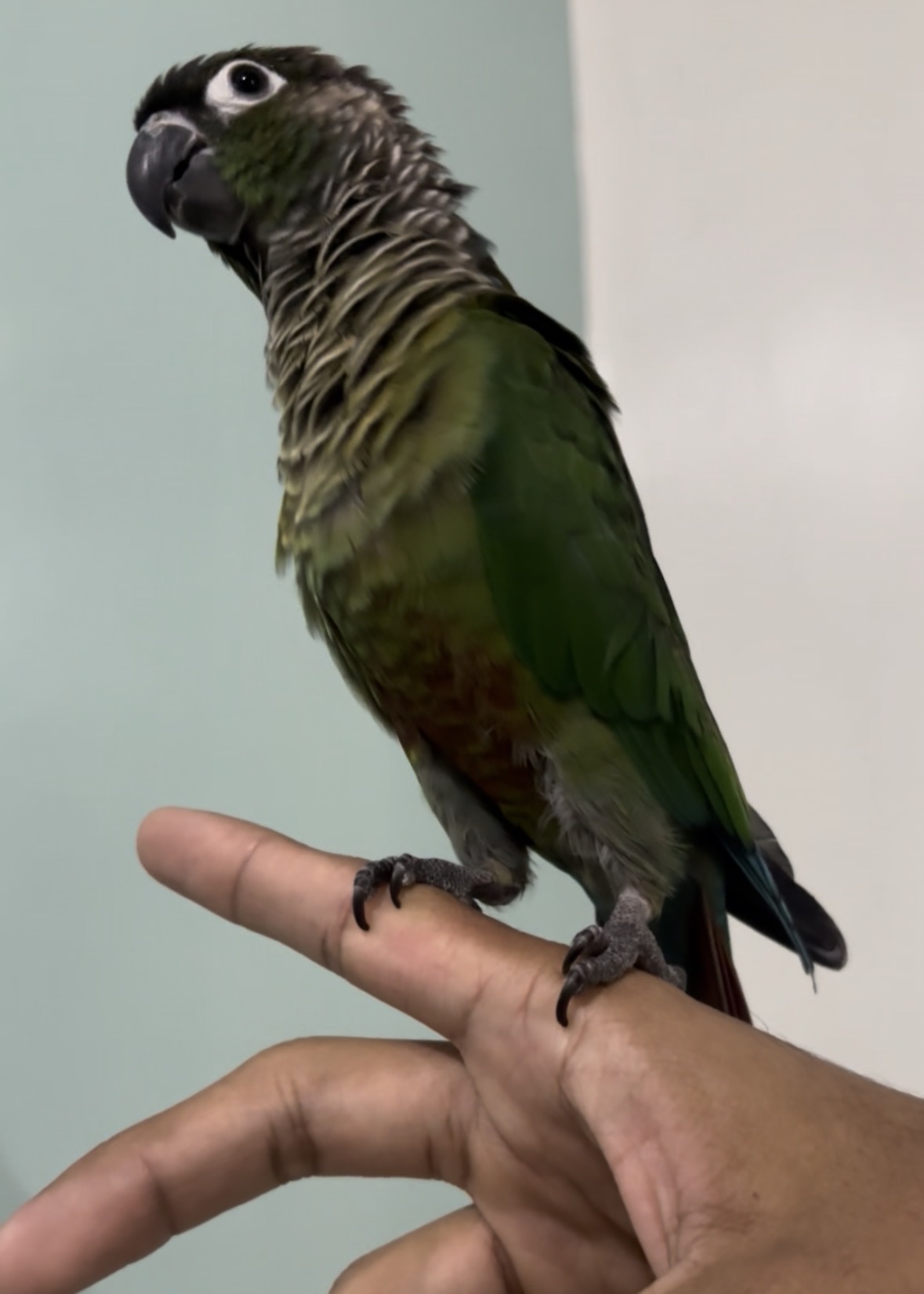 Green cheeck conure  - Image 3