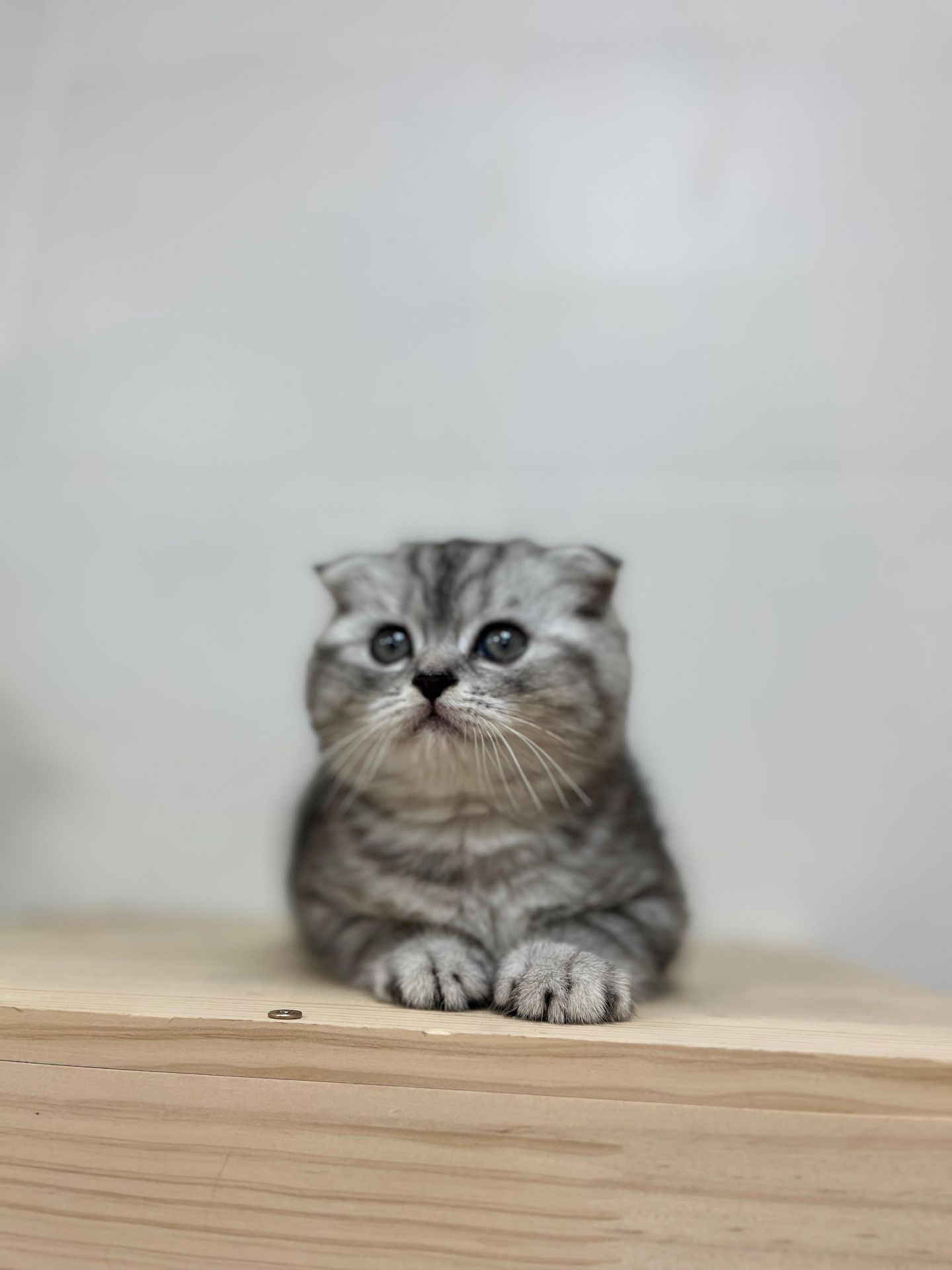 Scottish Fold Kitten  - Image 3