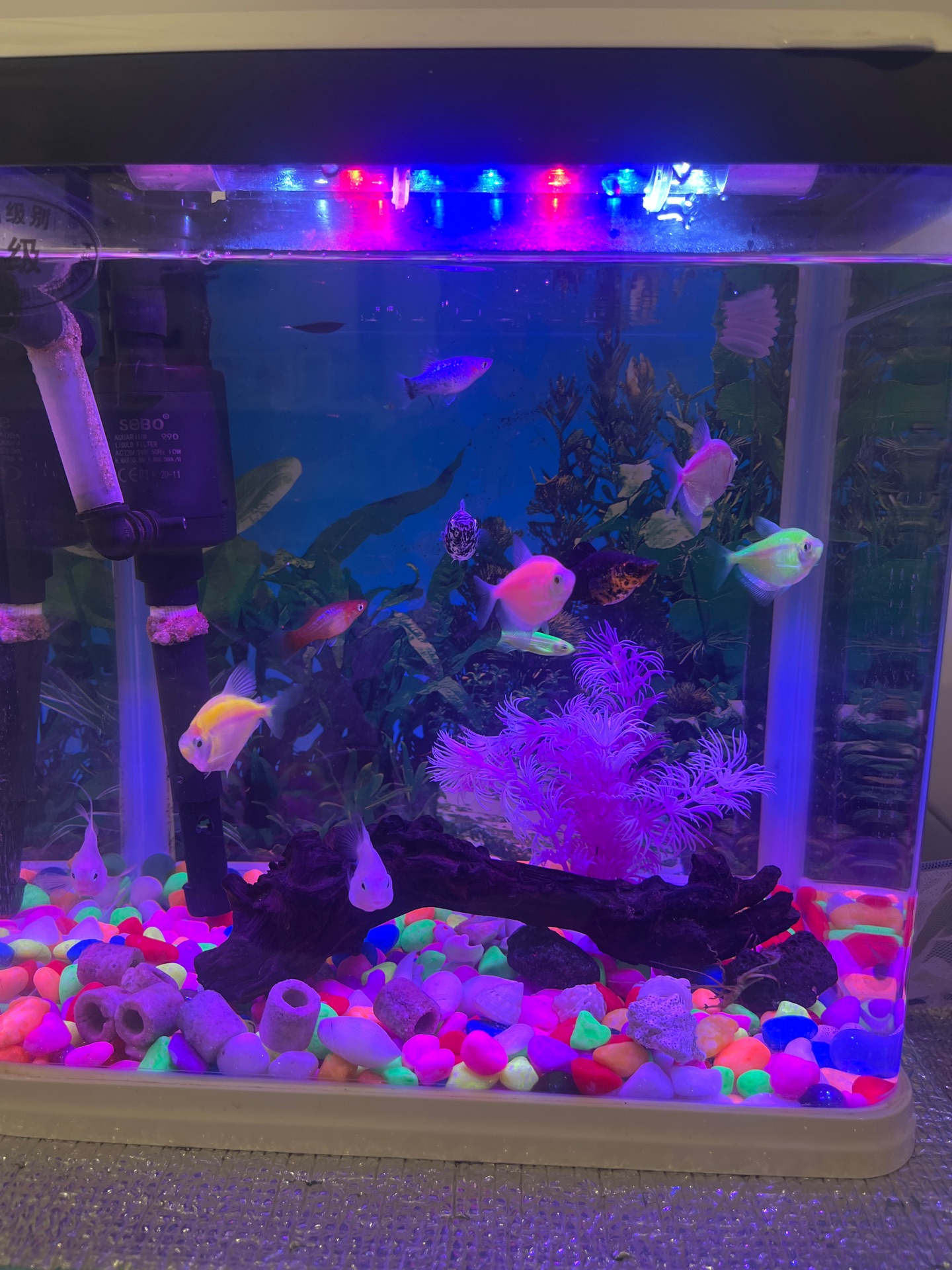 Aquarium with fish 11 pics  - Image 4