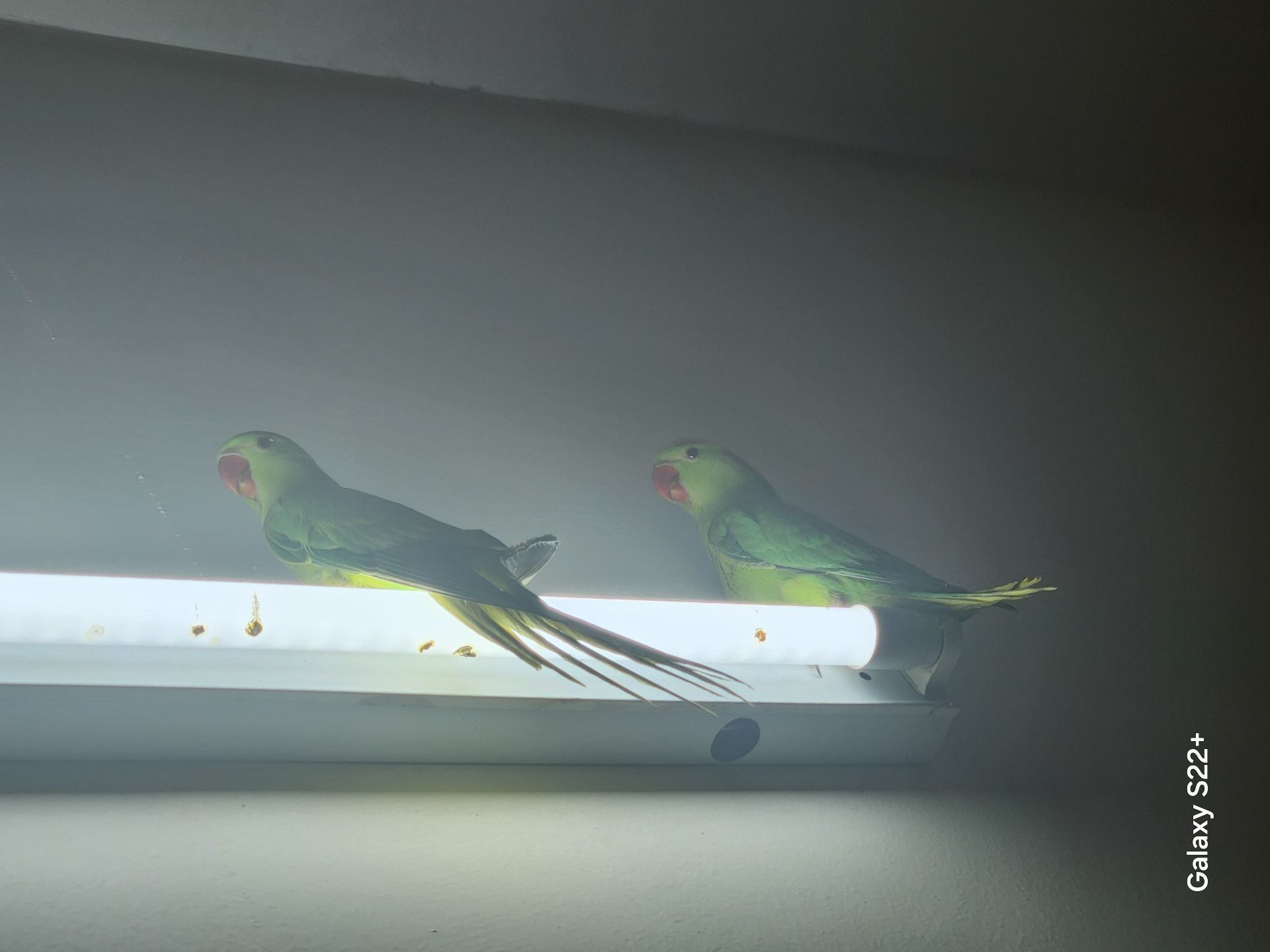 Parrot 02 - Image 4