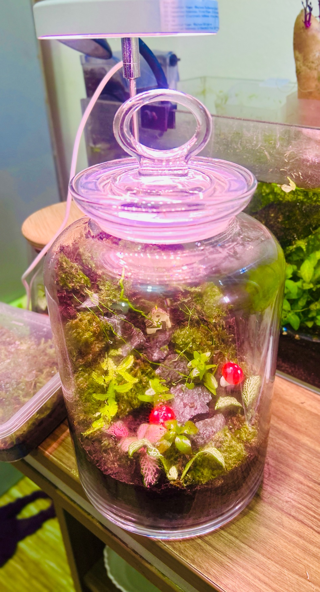 Terrarium full set with springtails light - Image 3