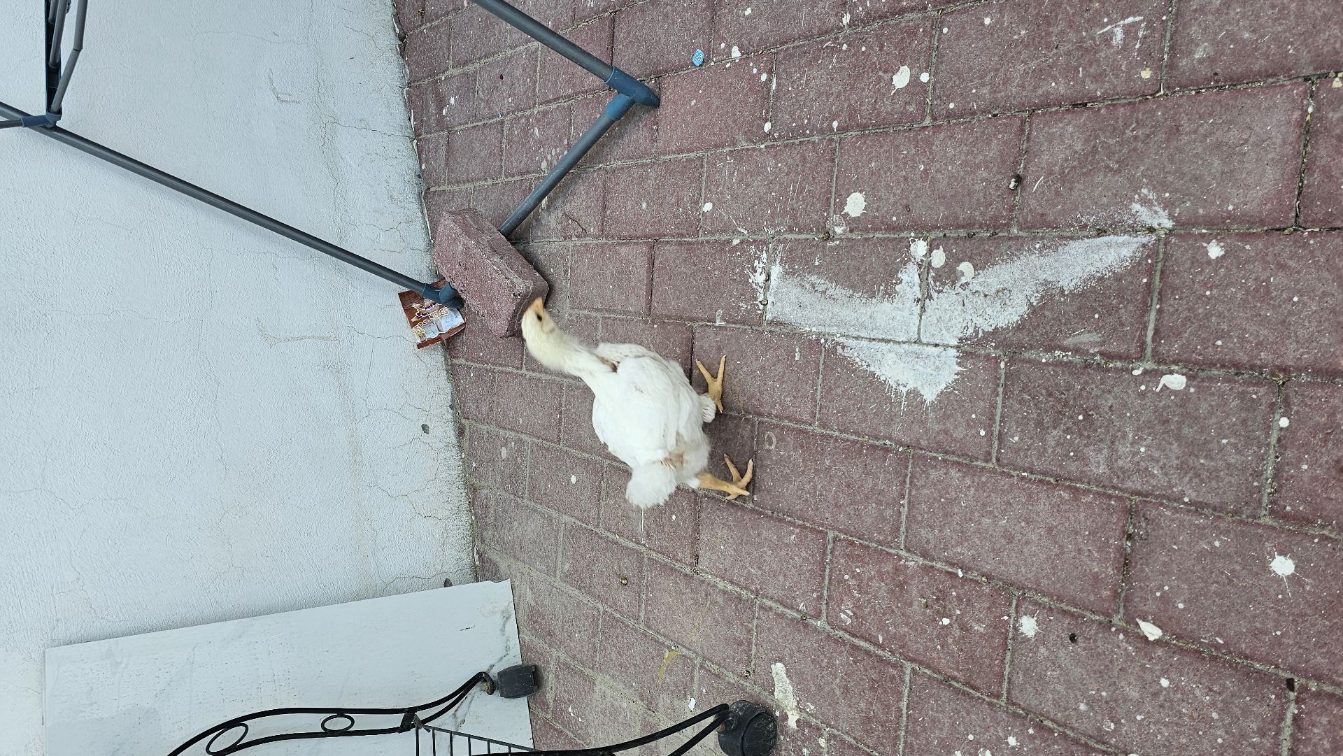 Free chicken  - Image 2