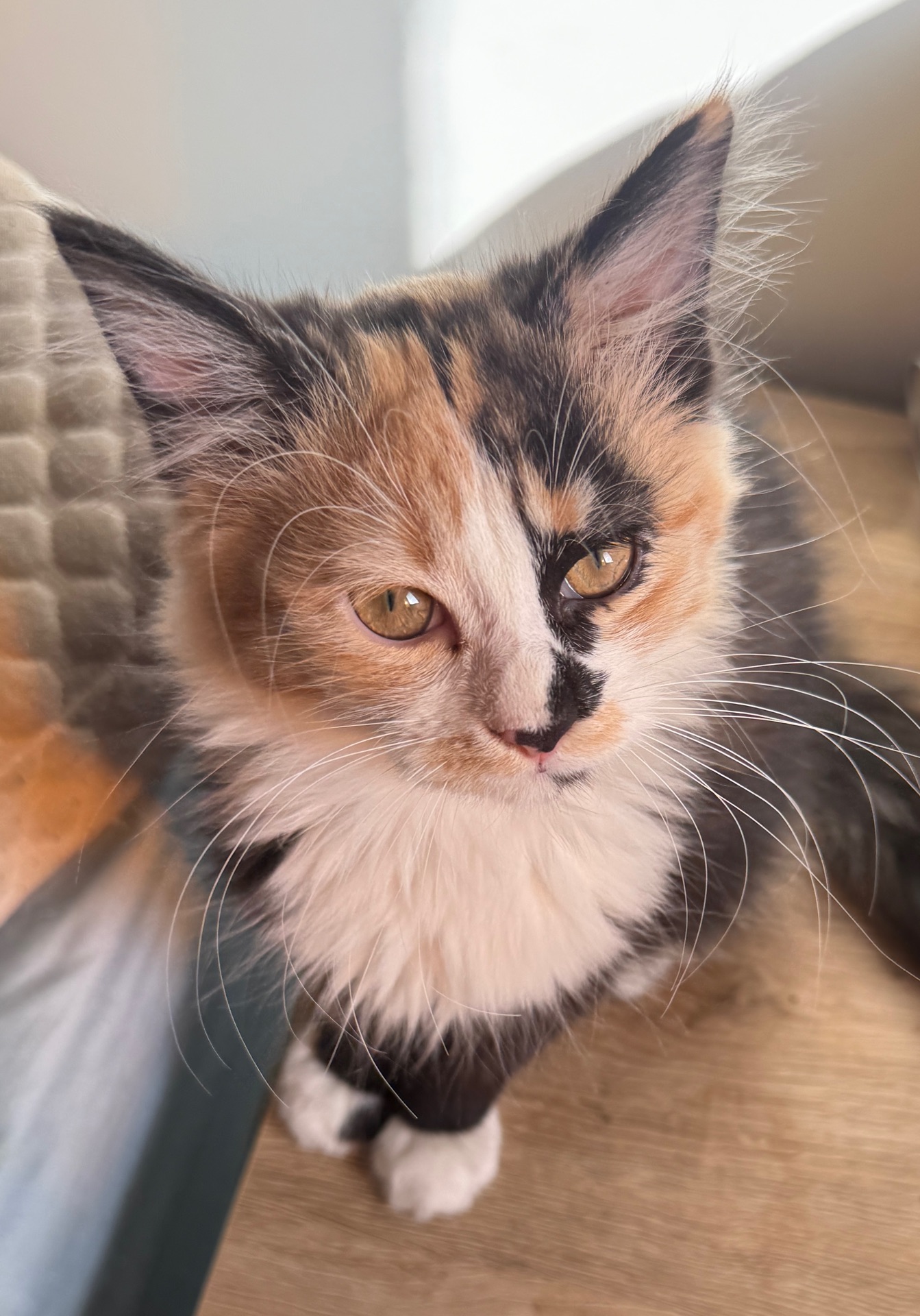 Female Kitten for Adoption  - Image 3