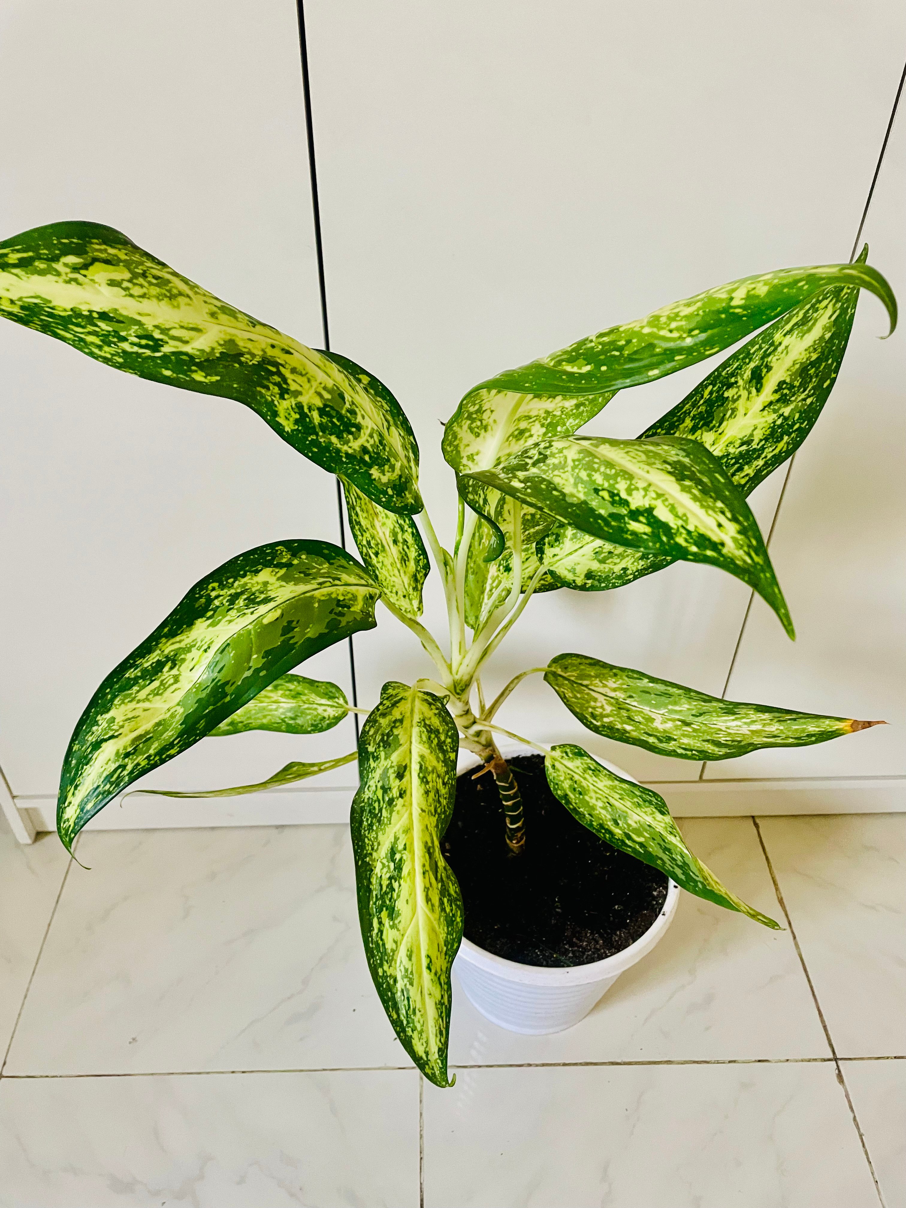 Healthy indoor plants for sale !! - Image 2