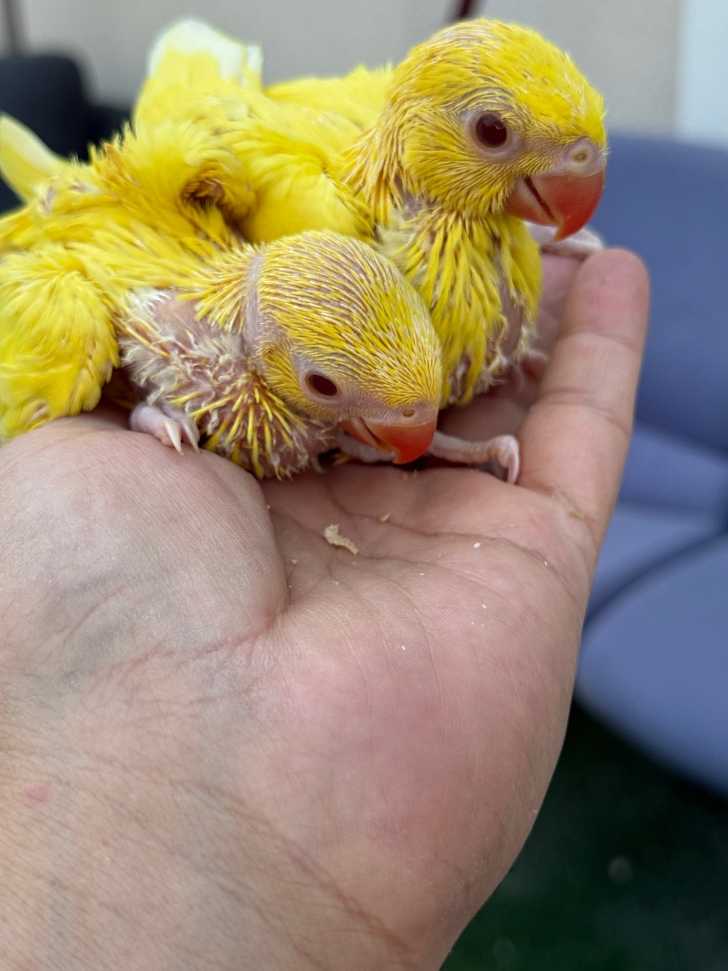 parrot ringneck yellow babies for sale big size18 to 20 days best age for traini - Image 2