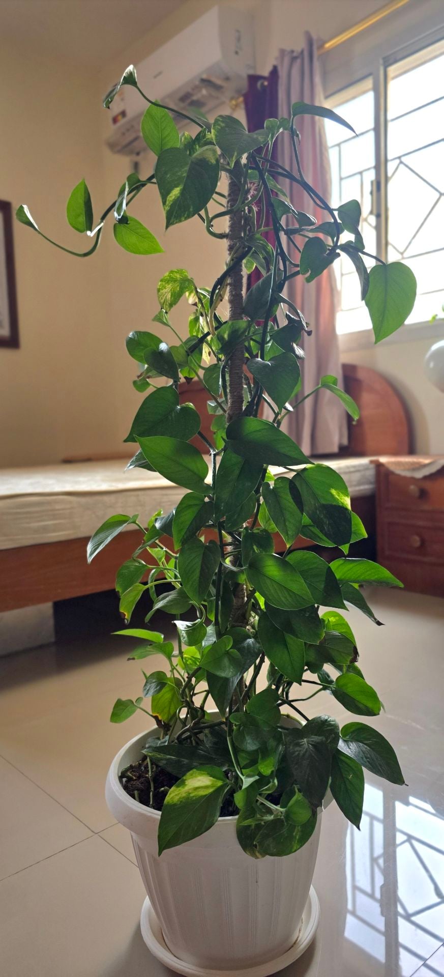 ​🌿 Healthy Money Plant with pot 🌿 - Image 4