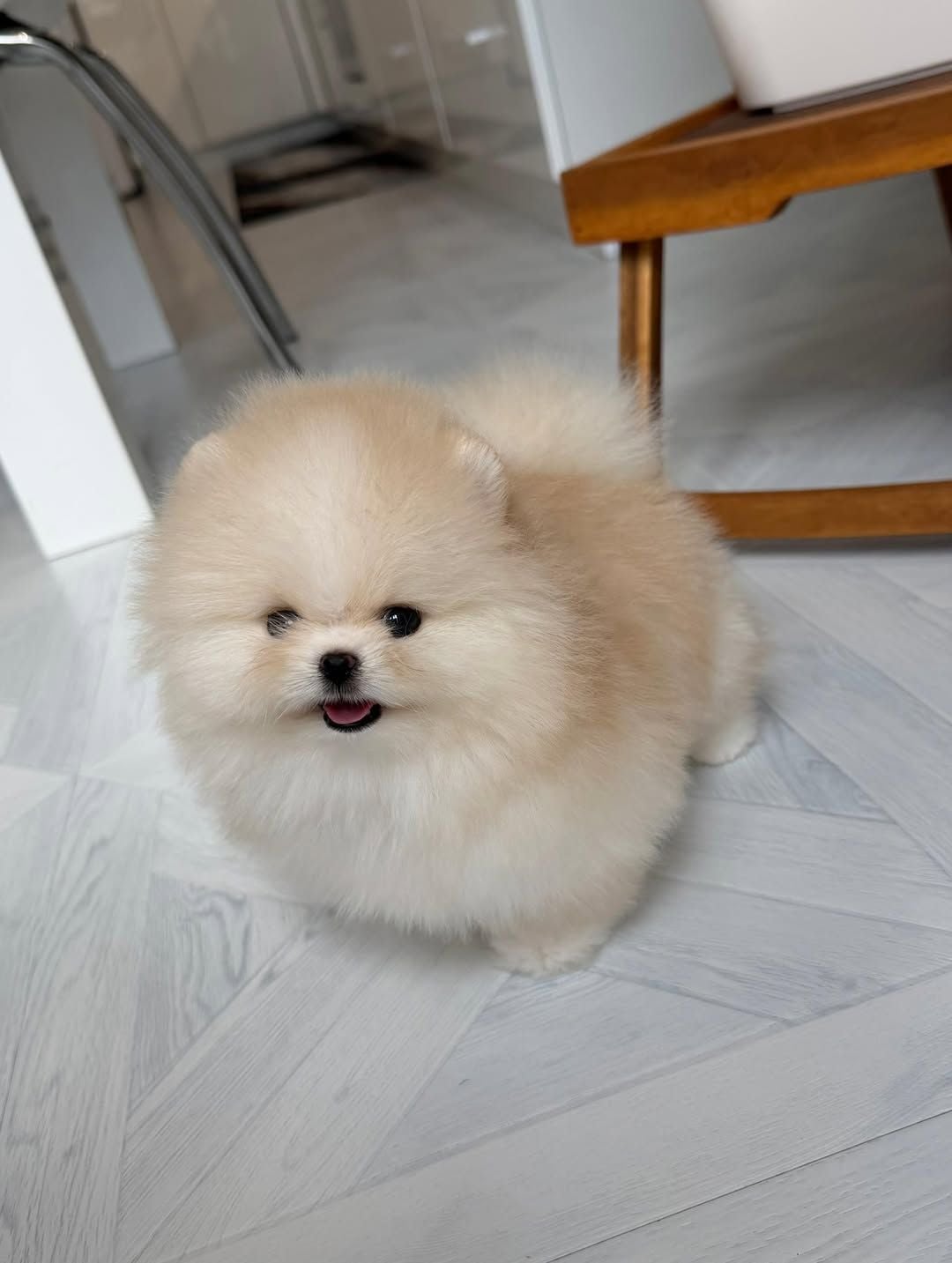 Teacup Pomeranian Puppy  - Image 6