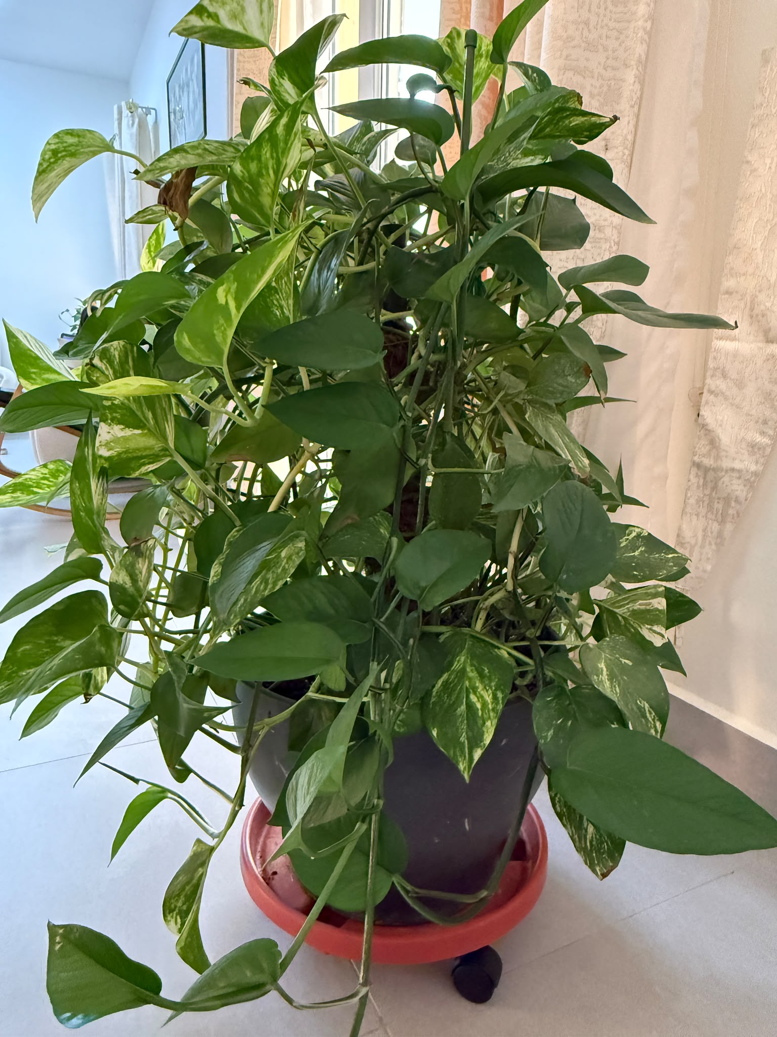 Plant  pots and other furniture for Sale - Image 9