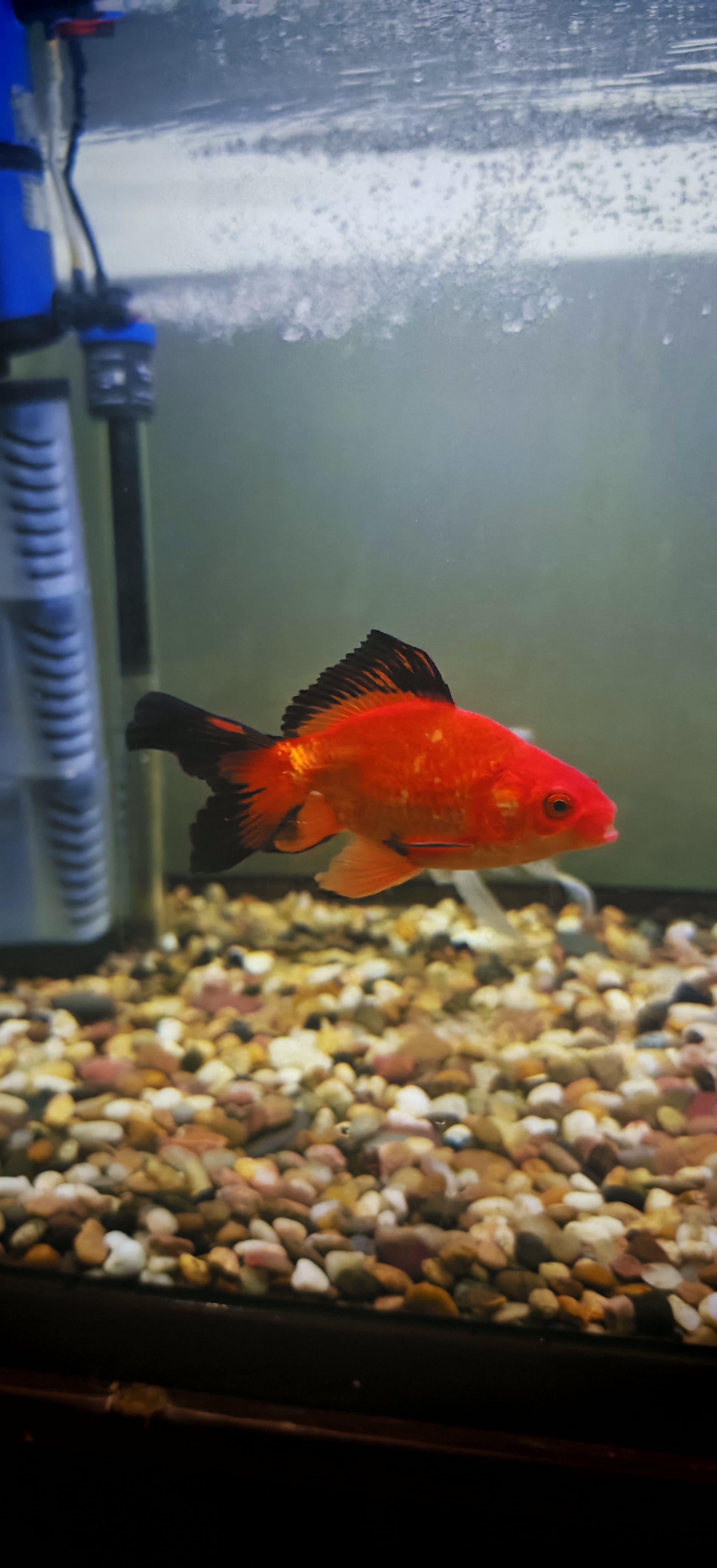 Red and black fantail goldfish for sale  - Image 2