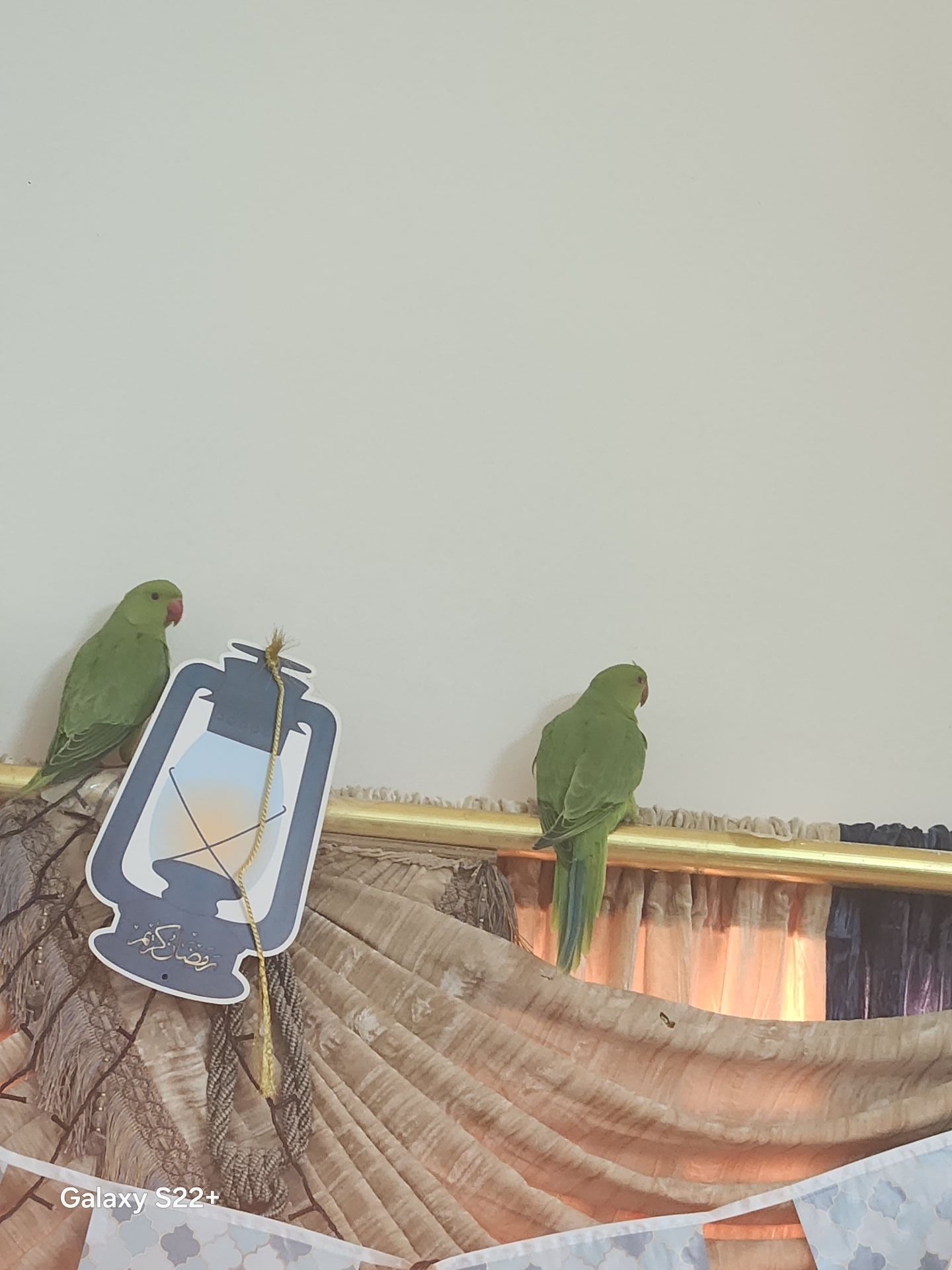 Parrot 02 - Image 2