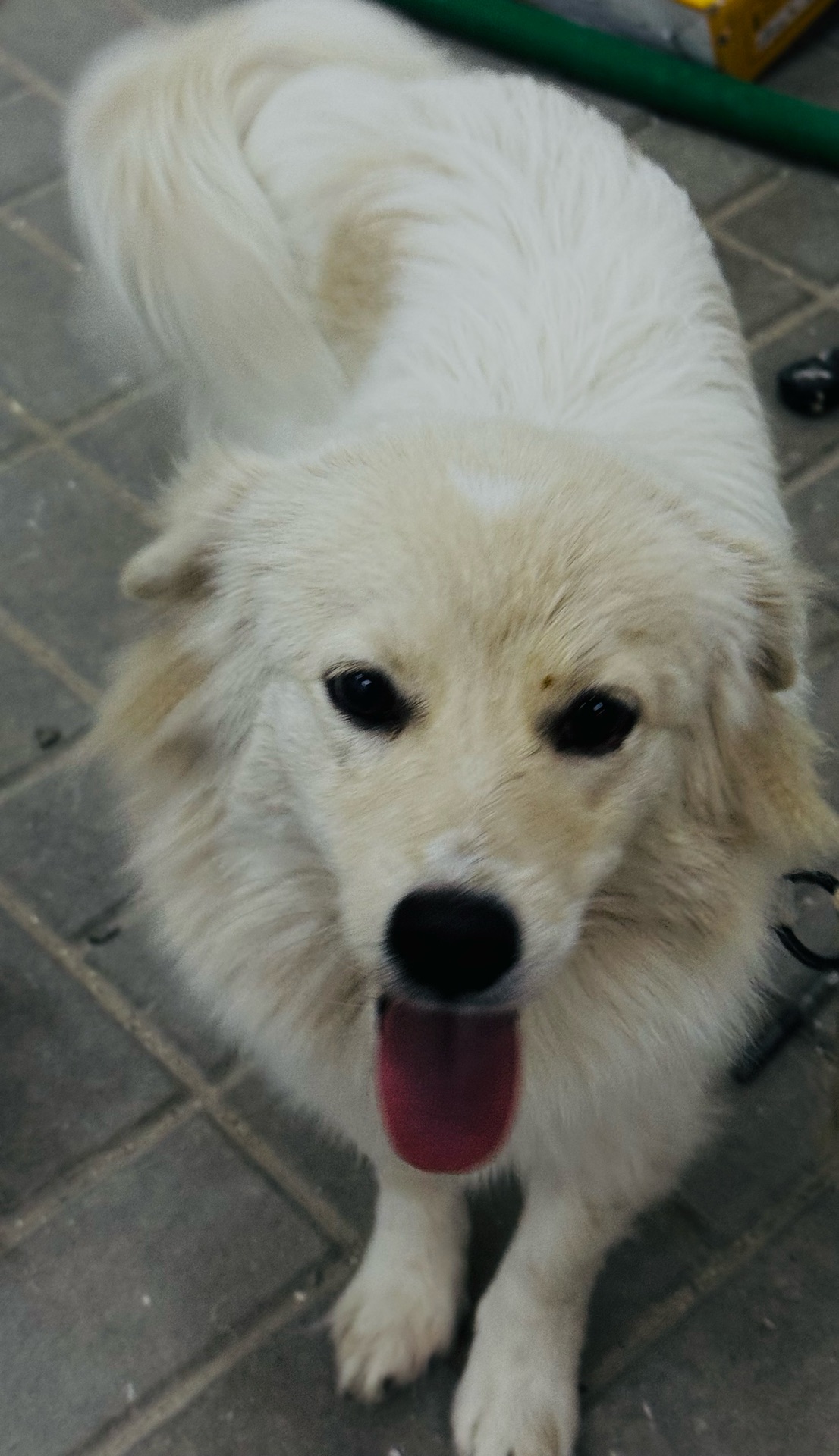 2 male dogs for sale  - Image 6