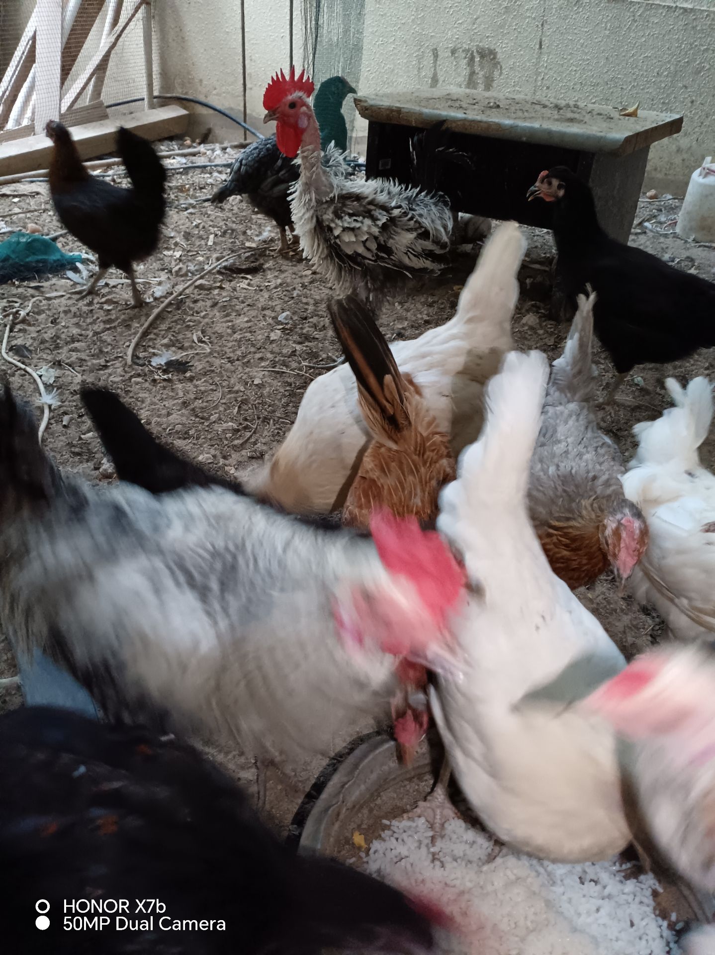 Desi egg laying - Image 1