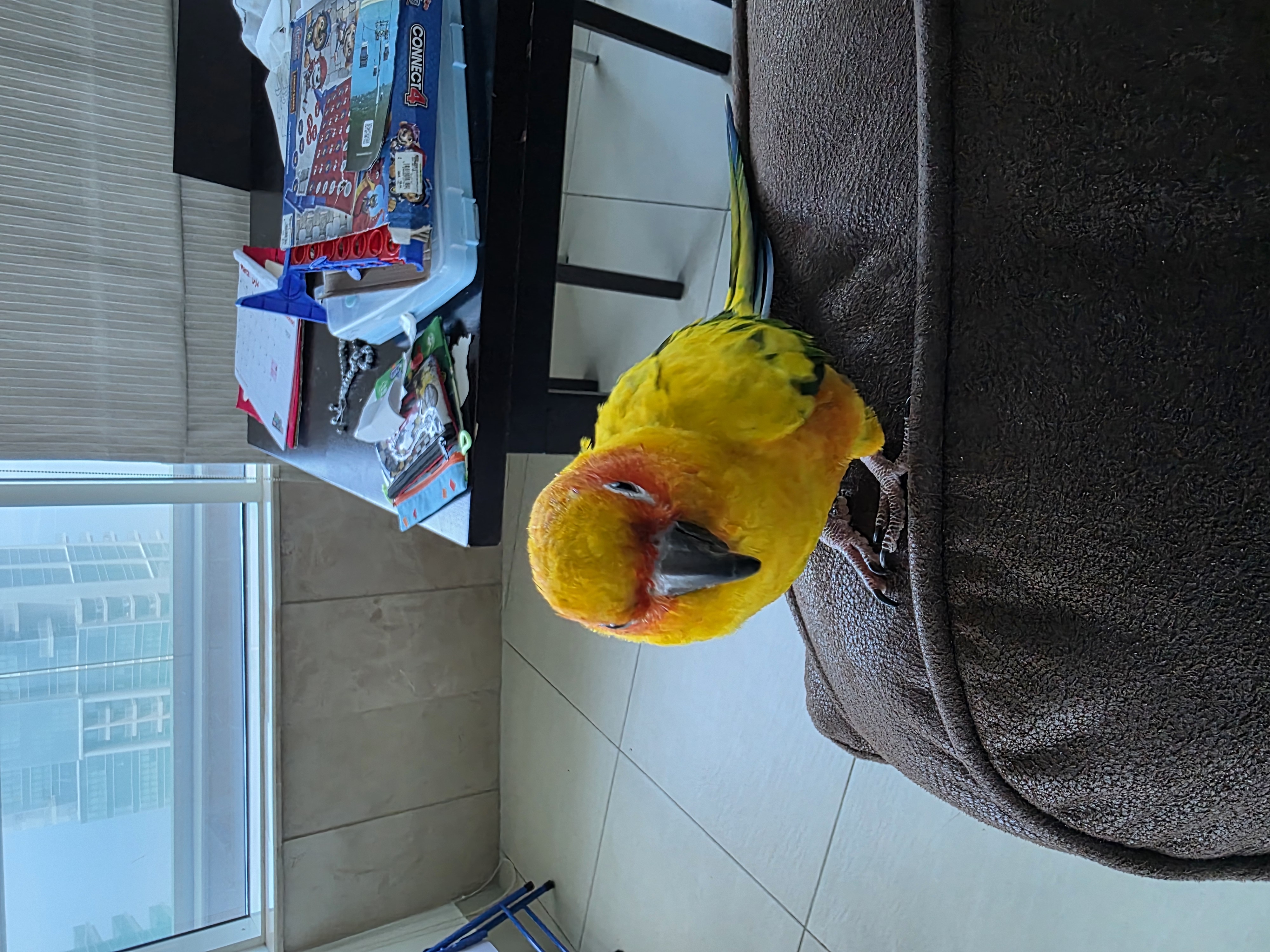 Sunconure parrot (mango parrot) 10 months old for sale Healthy  - Image 6
