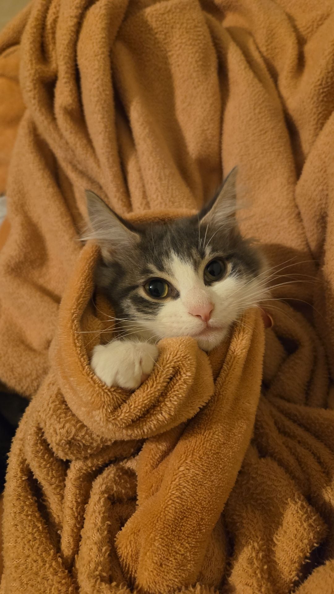 Two playful cats searching for a loving home - Image 4