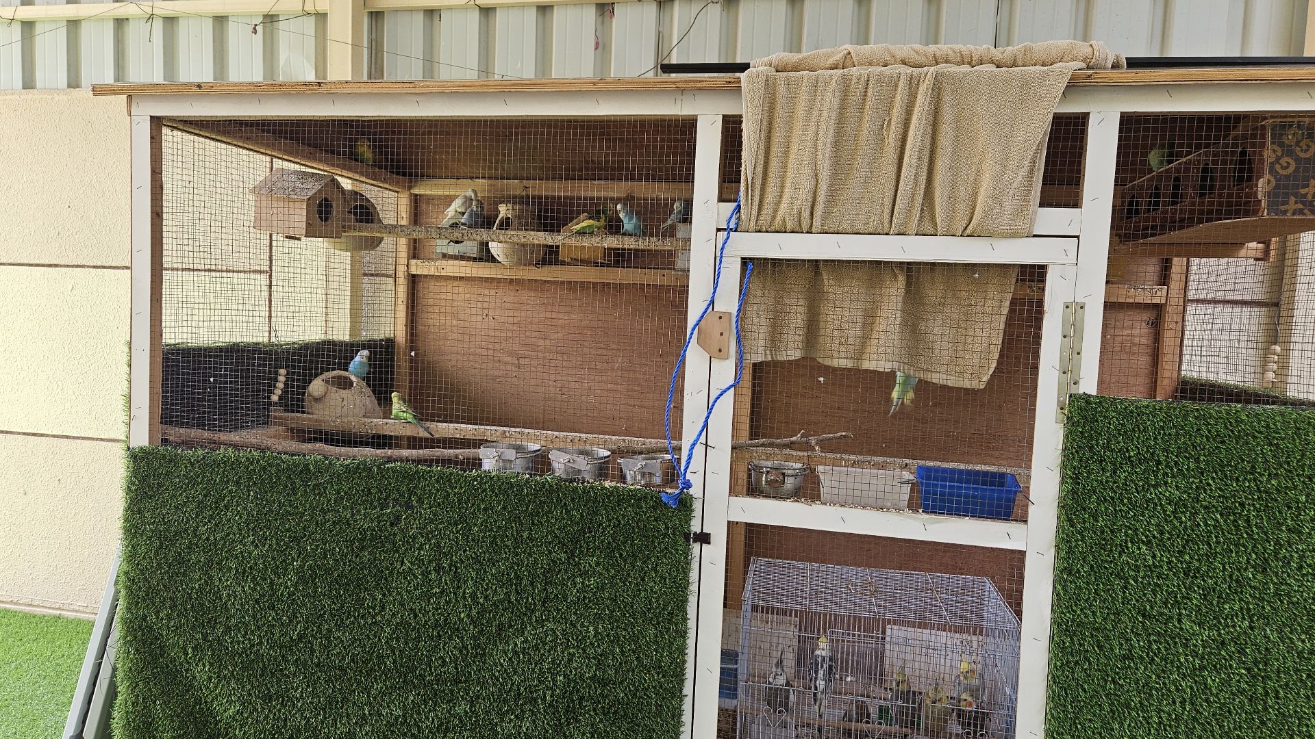 Big wooden cage and Birds for Urgent sale  - Image 5