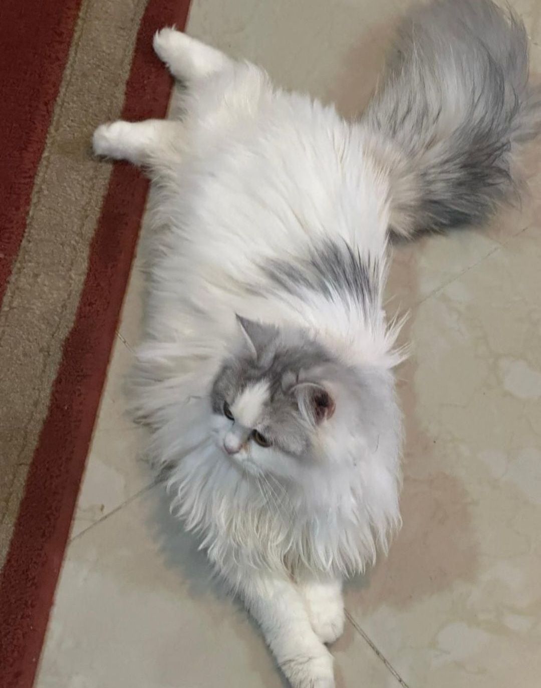 White Cat - Image 5