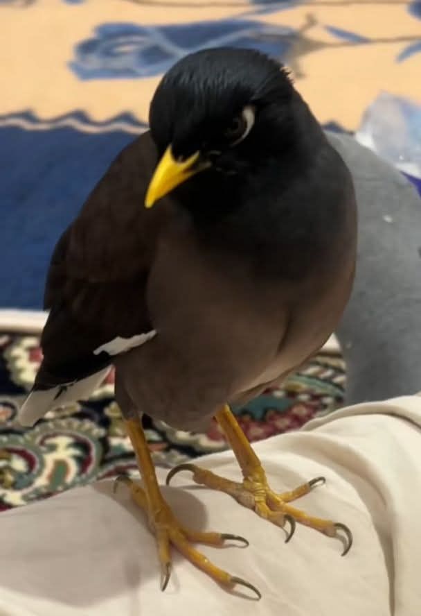 Bird  - Image 4
