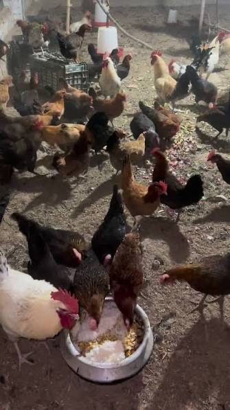 Desi chicken 🐓  - Image 3