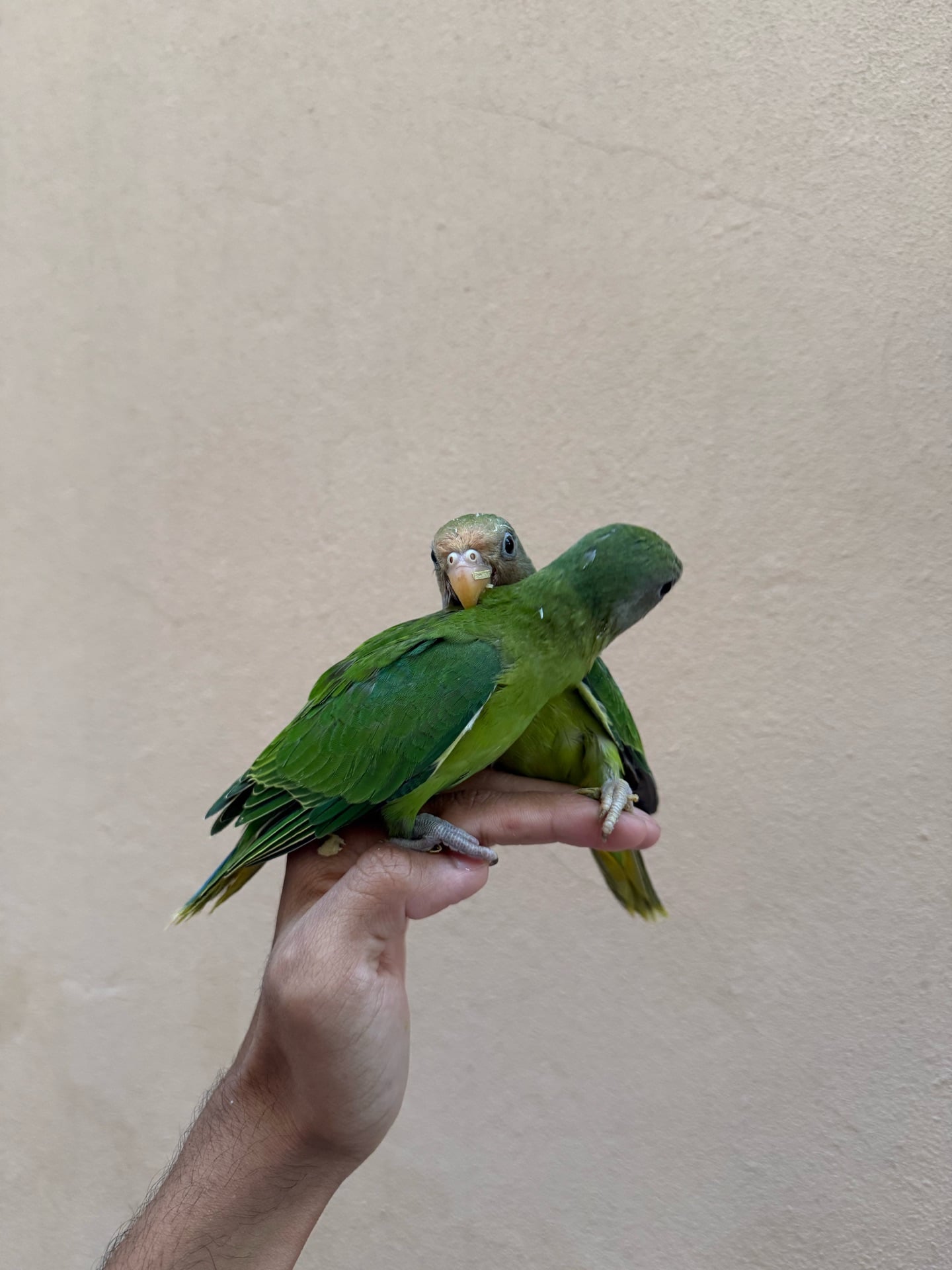Plum headed parakeet - Image 4