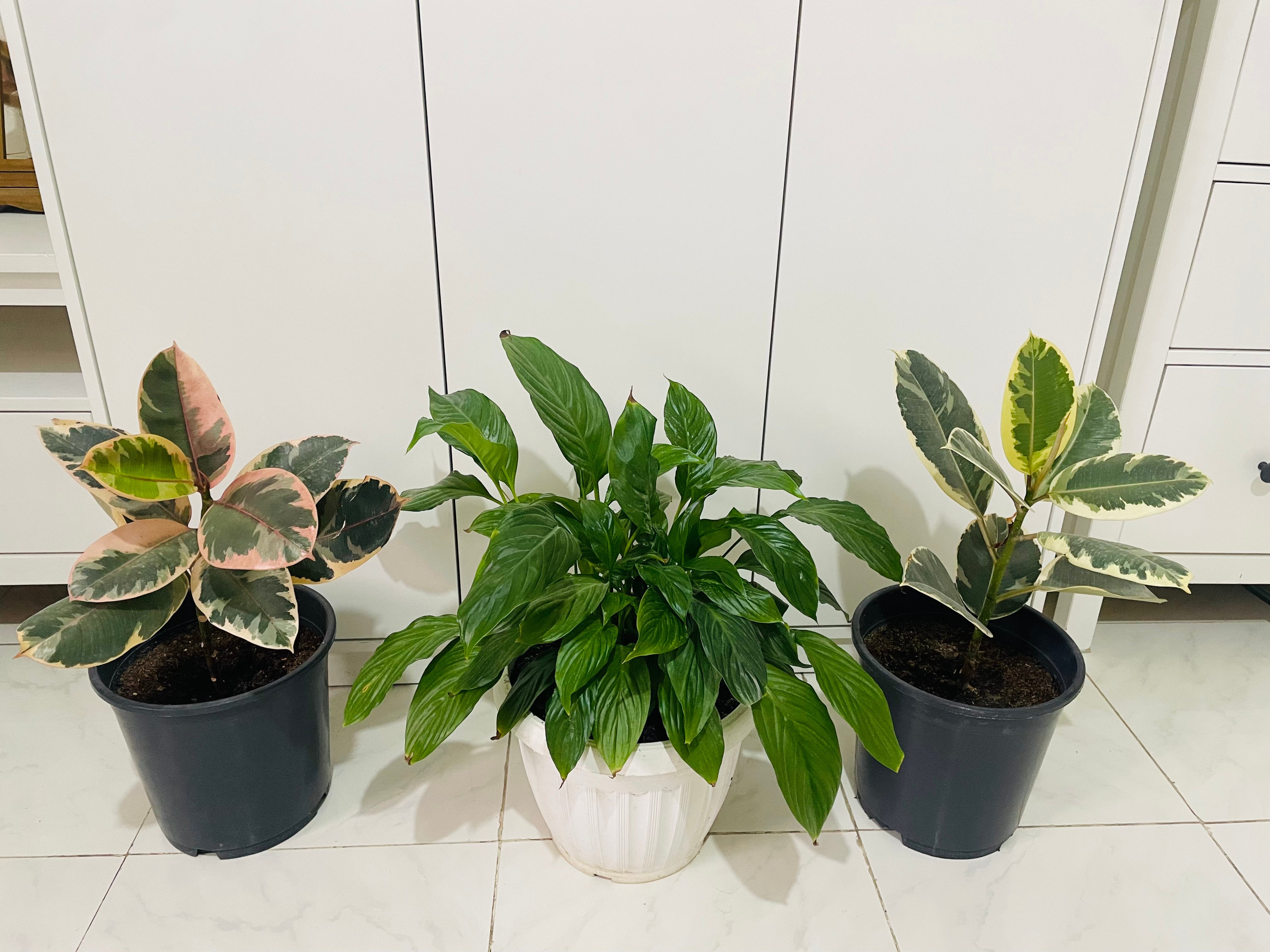 Indoor plants  - Image 4
