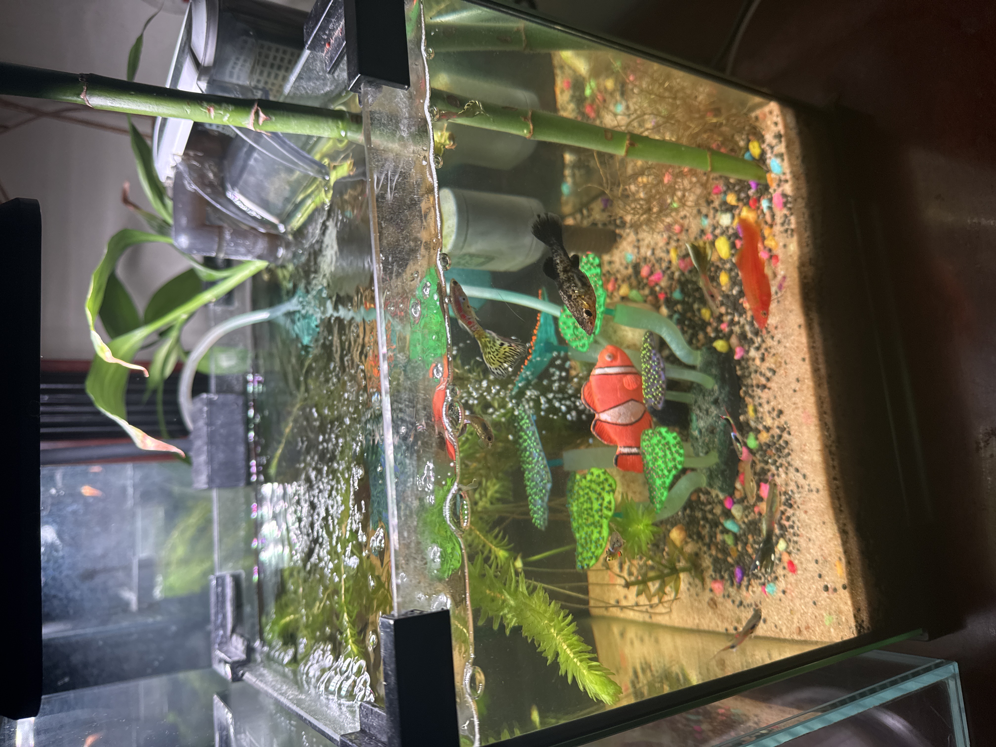 Clear glass fish tank - Image 4