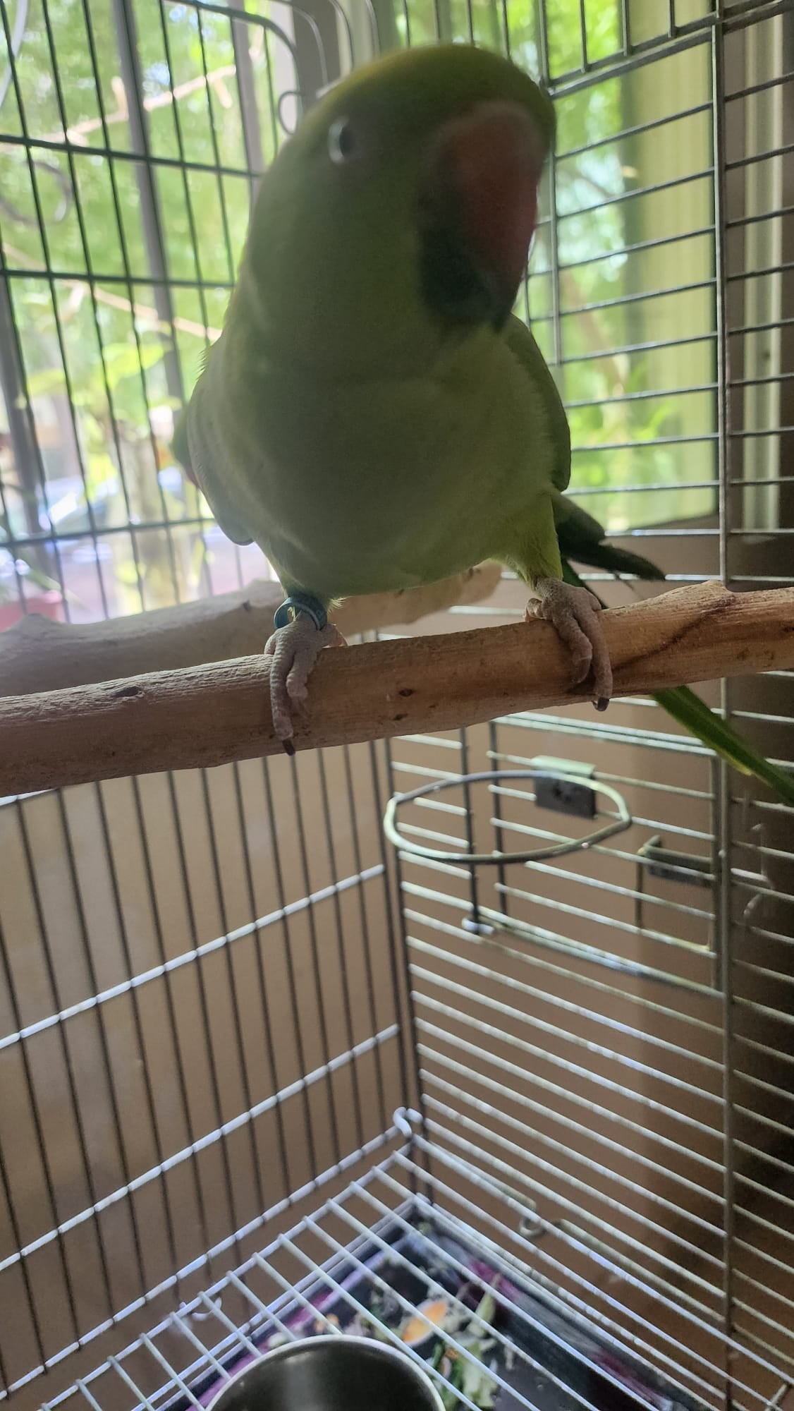 Paired indian neck parrot - Image 5