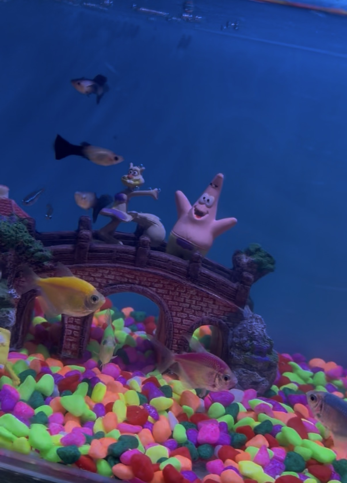 Kids friendly Aquarium - Image 1