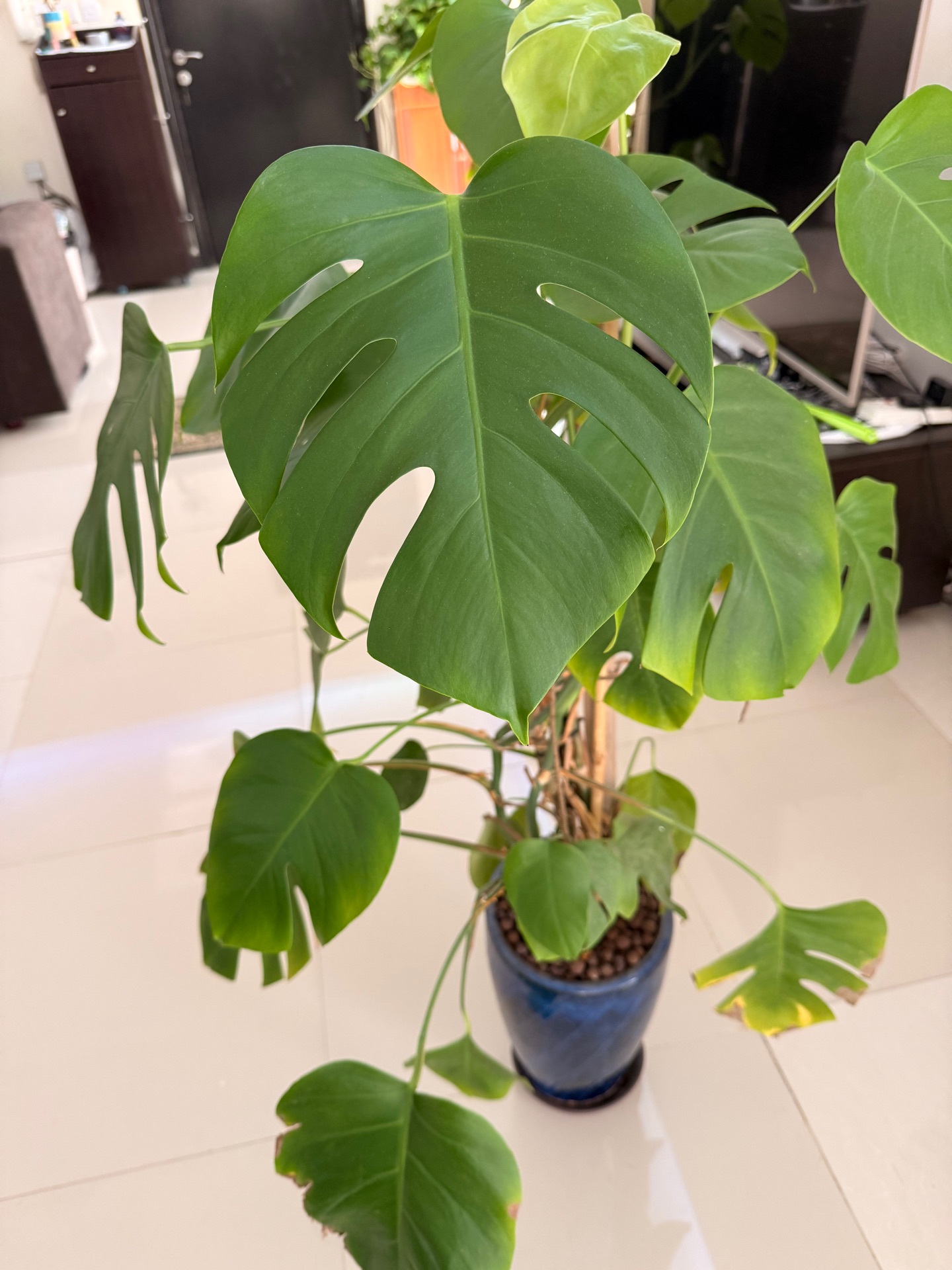 Monstera plant with ceramic pot for sale! - Image 3