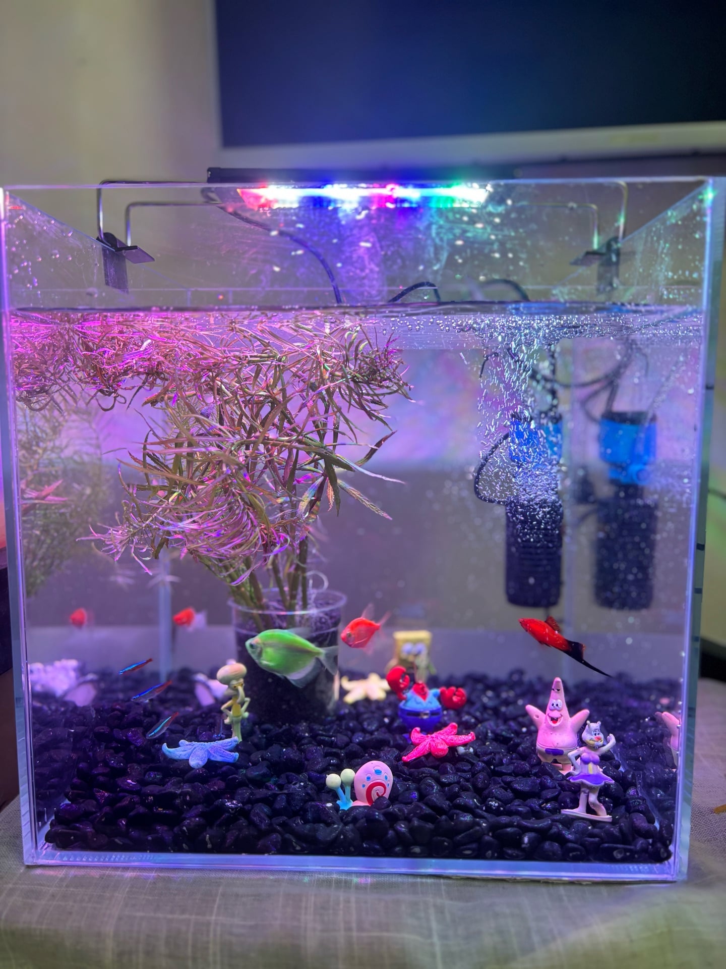 15 fish - Image 2