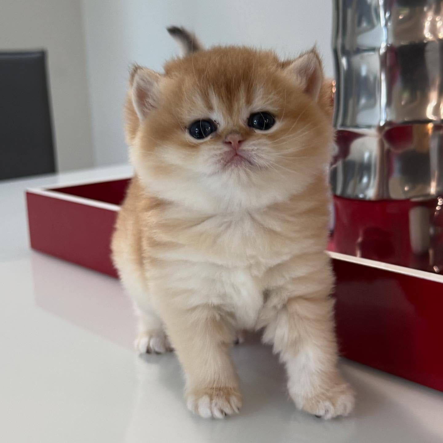 Adorable British Shorthair Kittens - Image 2