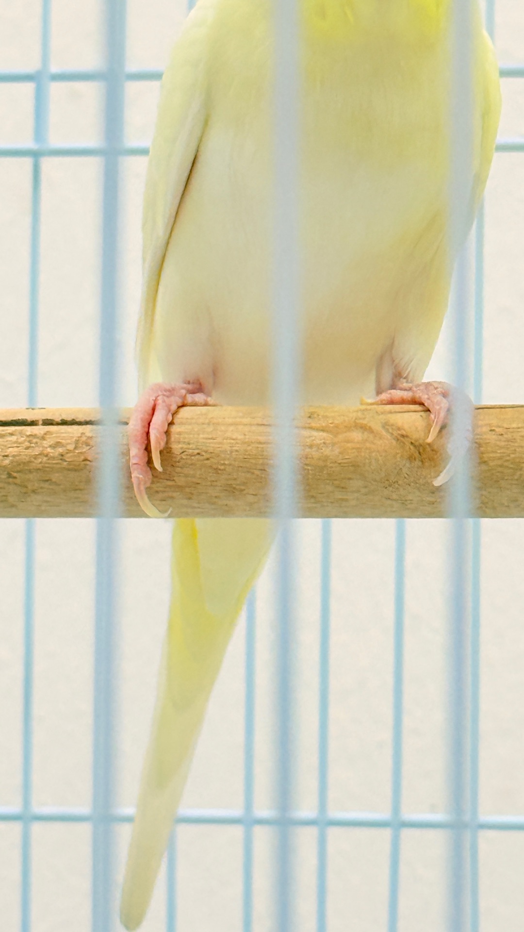 Healthy Budgies with Large Cage + Food Bowls | Items | Qatar Living ...