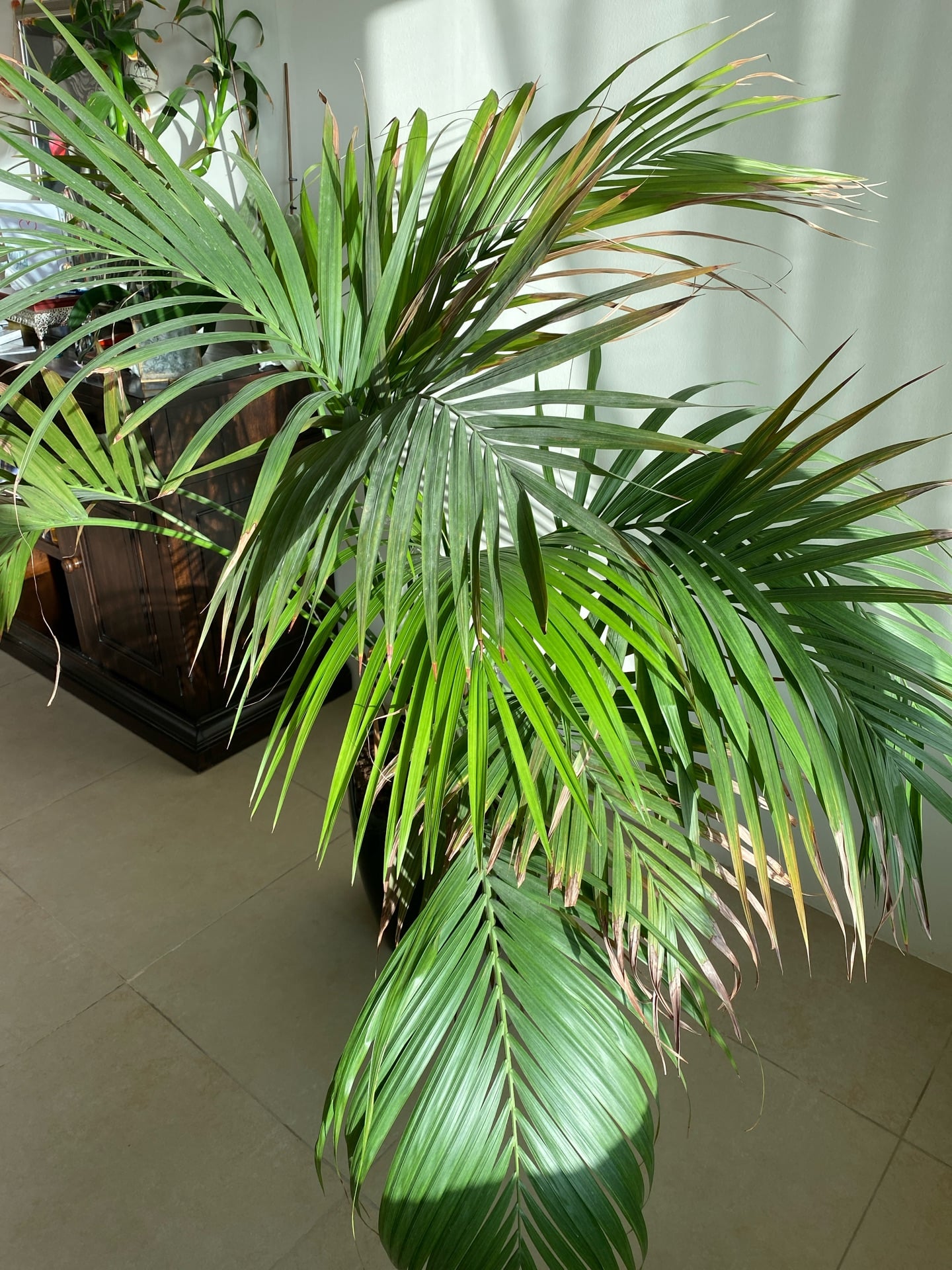 Plants from 50 riyals to 150 riyals - Image 1