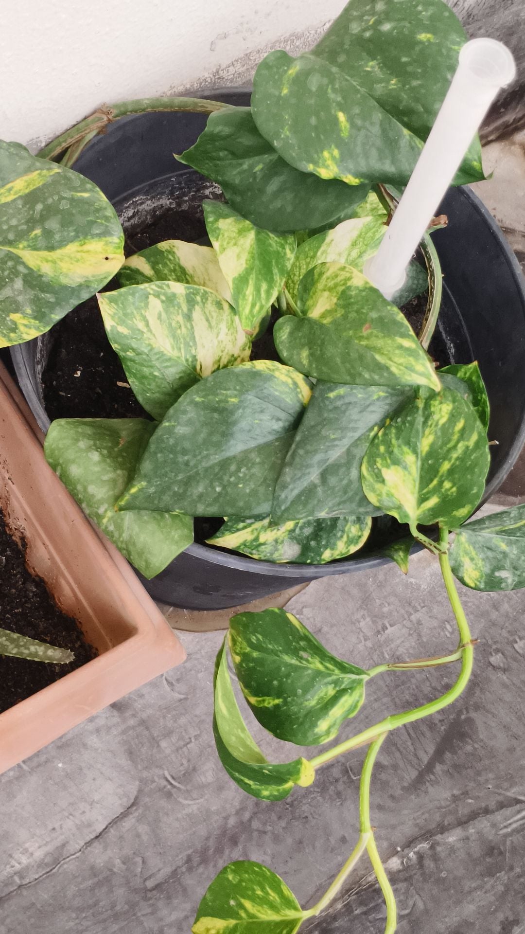 Fresh money plants for home decor - Image 1