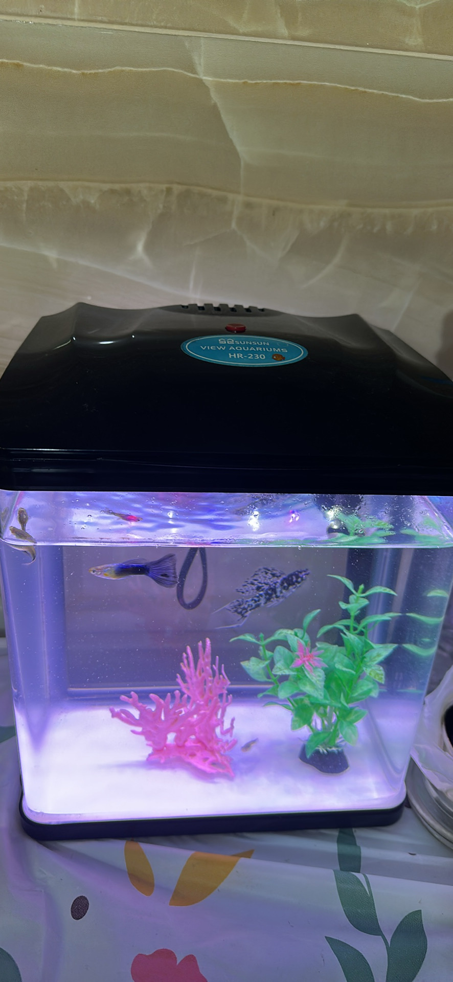 Fish Tank (Aquarium) - Image 4