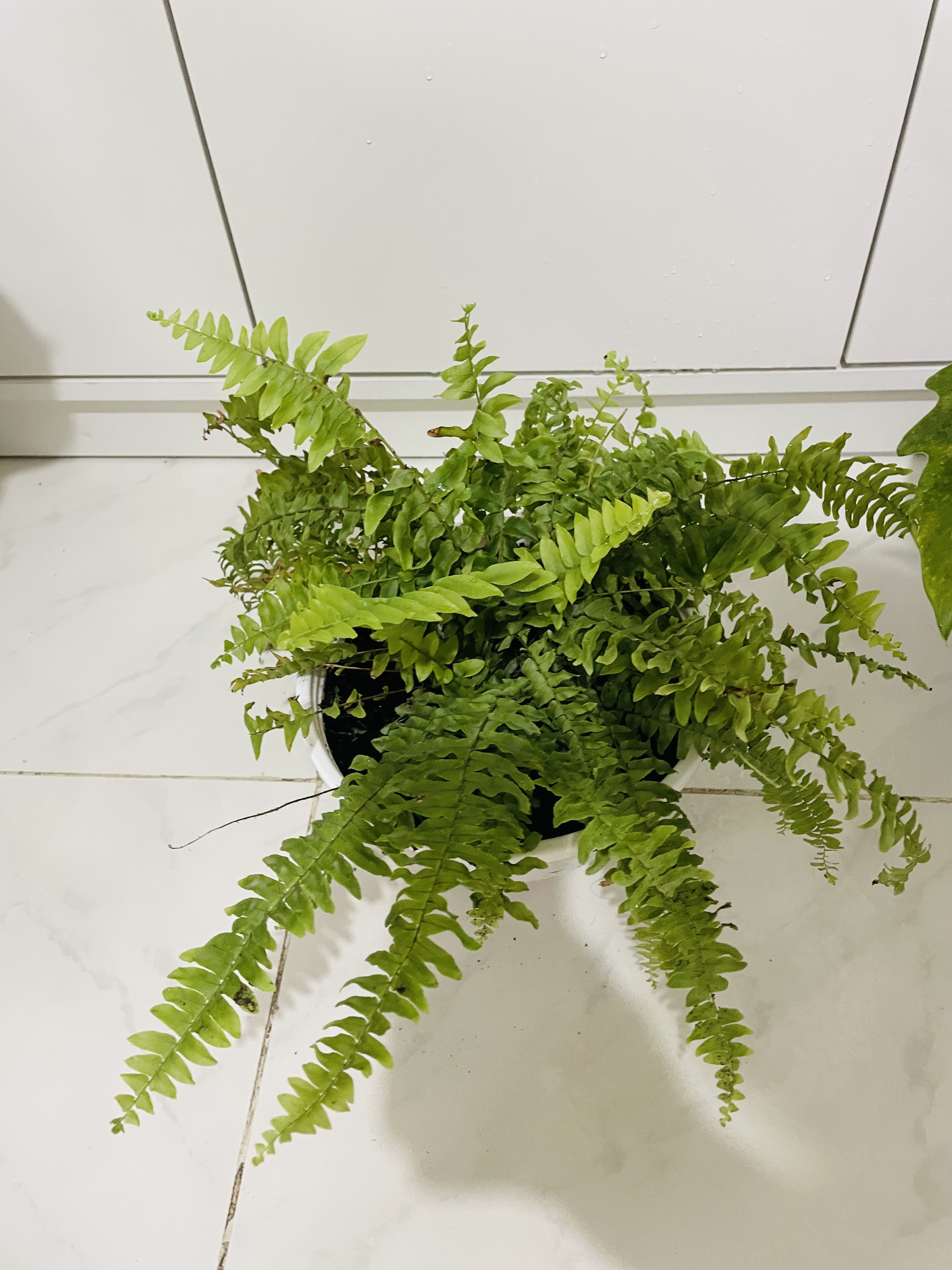 Indoor plants  - Image 5