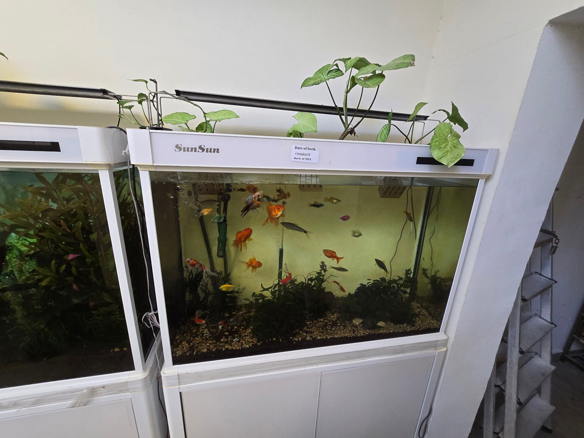 Fish items s🌹🌹 - Image 3
